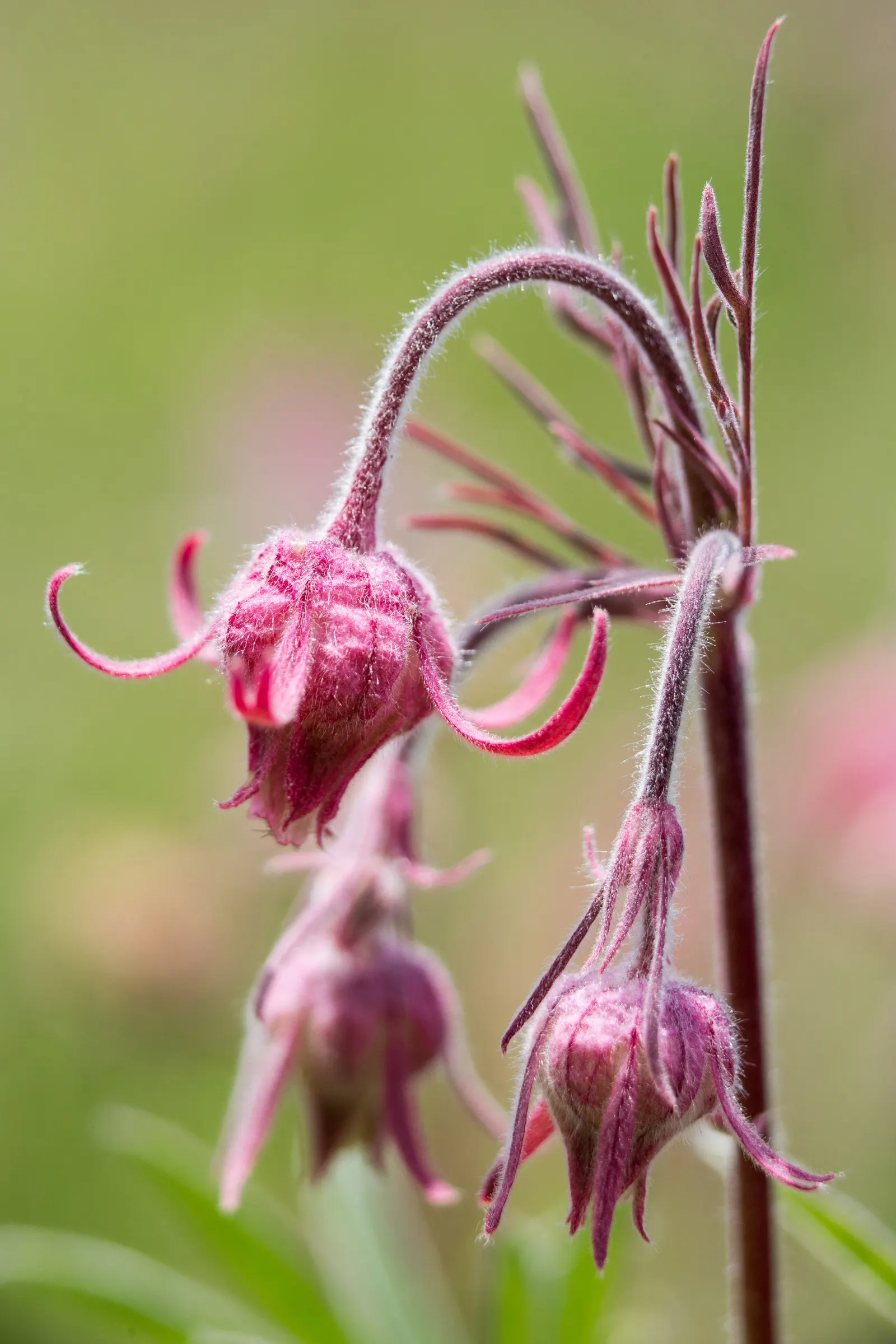 Prairie Smoke (Geum Triflorum) — and meadow-style landscapes; making it a delightful conversation piece for any client's garden