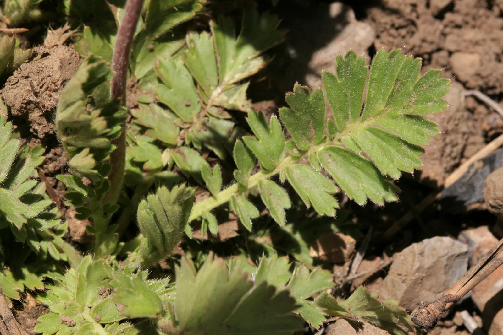 Prairie Smoke (Geum Triflorum) — pink and red flowers in the garden; sandy or loamy soil but is quite adaptable to various soil conditions, image 82