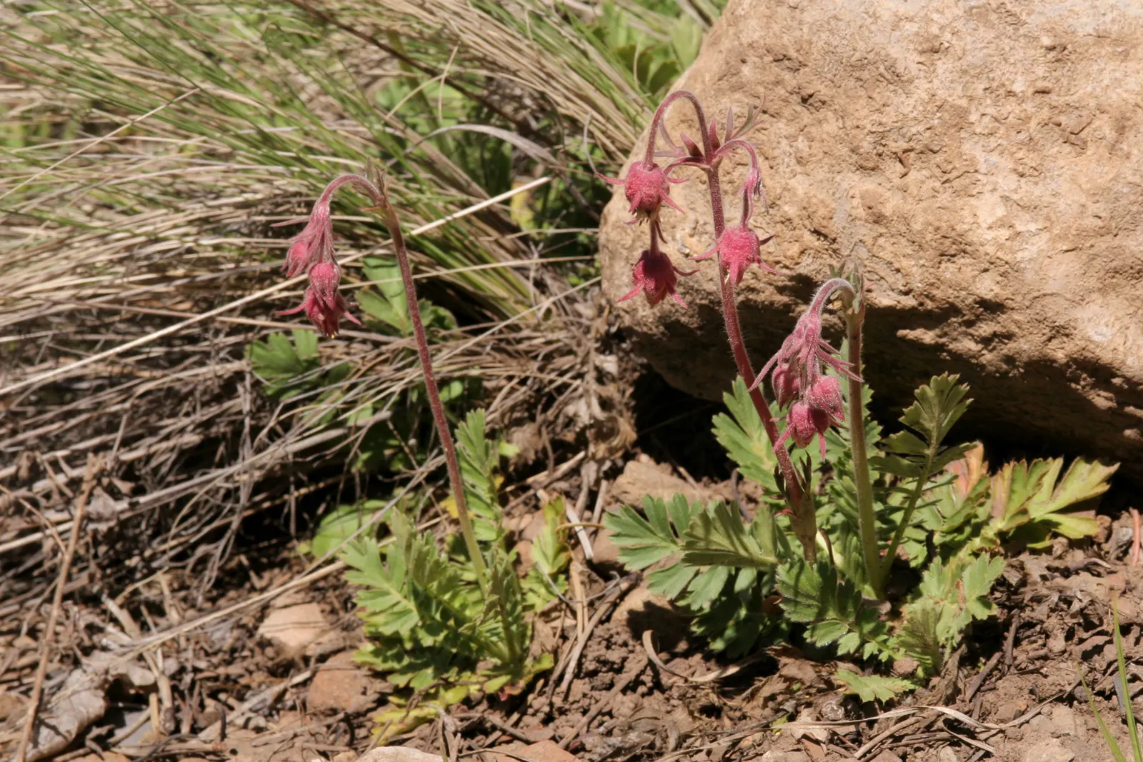Prairie Smoke (Geum Triflorum) — besides optional division every few years to maintain its vigor.<br><br>Hardy in USDA zones 3 through 7; sandy or, image 78