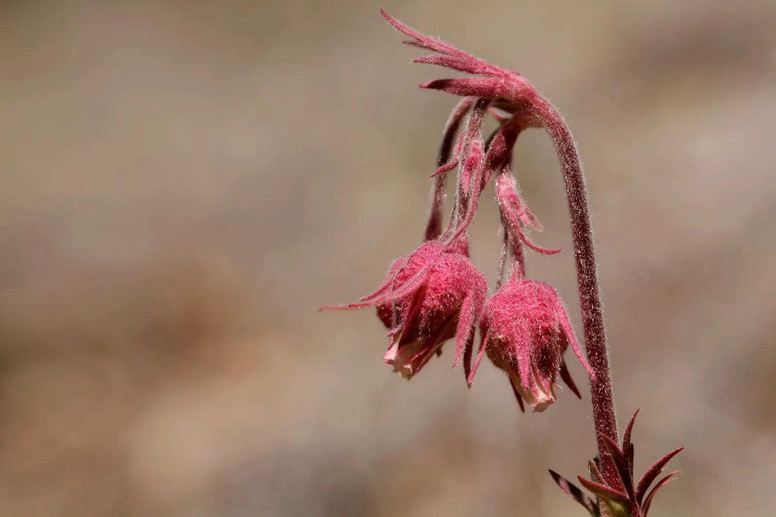 Prairie Smoke (Geum Triflorum) — This hardy plant thrives in USDA zones 3-7, prefers full sun to partial shade, and tolerates a range of soils, image 88