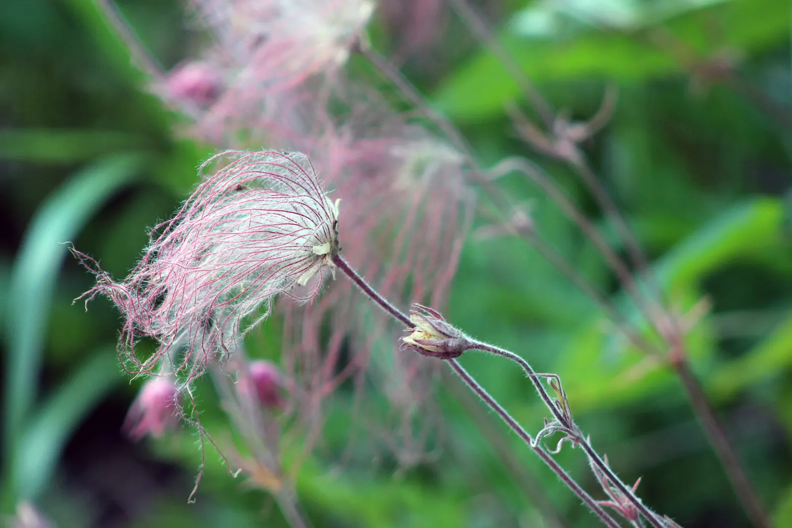 Prairie Smoke (Geum Triflorum) — besides optional division every few years to maintain its vigor.<br><br>Hardy in USDA zones 3 through 7; sandy or, image 106