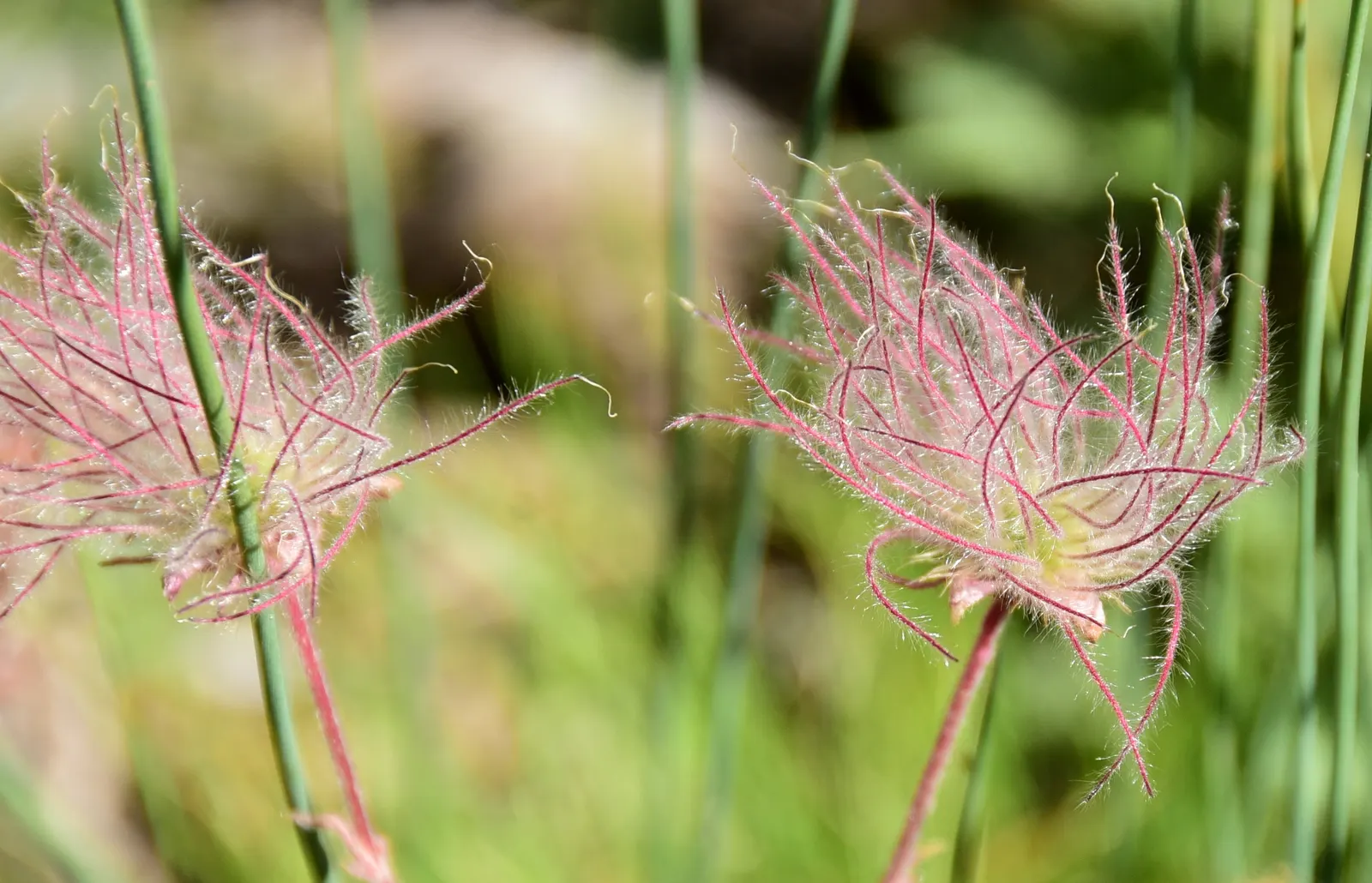 Prairie Smoke (Geum Triflorum) — also commonly referred to as Old Man's Whiskers; making it a delightful conversation piece for any client's garden, image 64