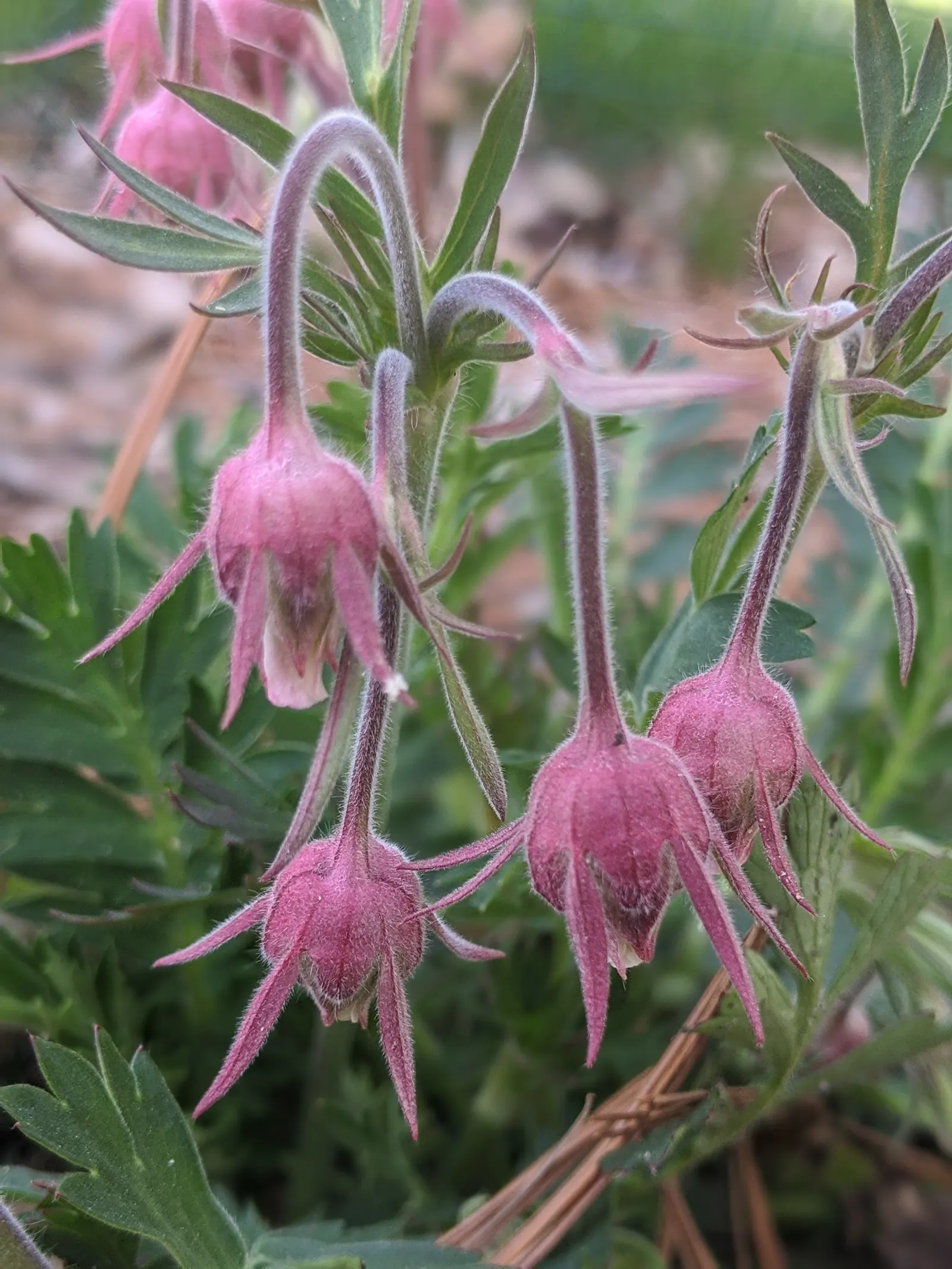 Prairie Smoke (Geum Triflorum) — as long as they are not overly wet
