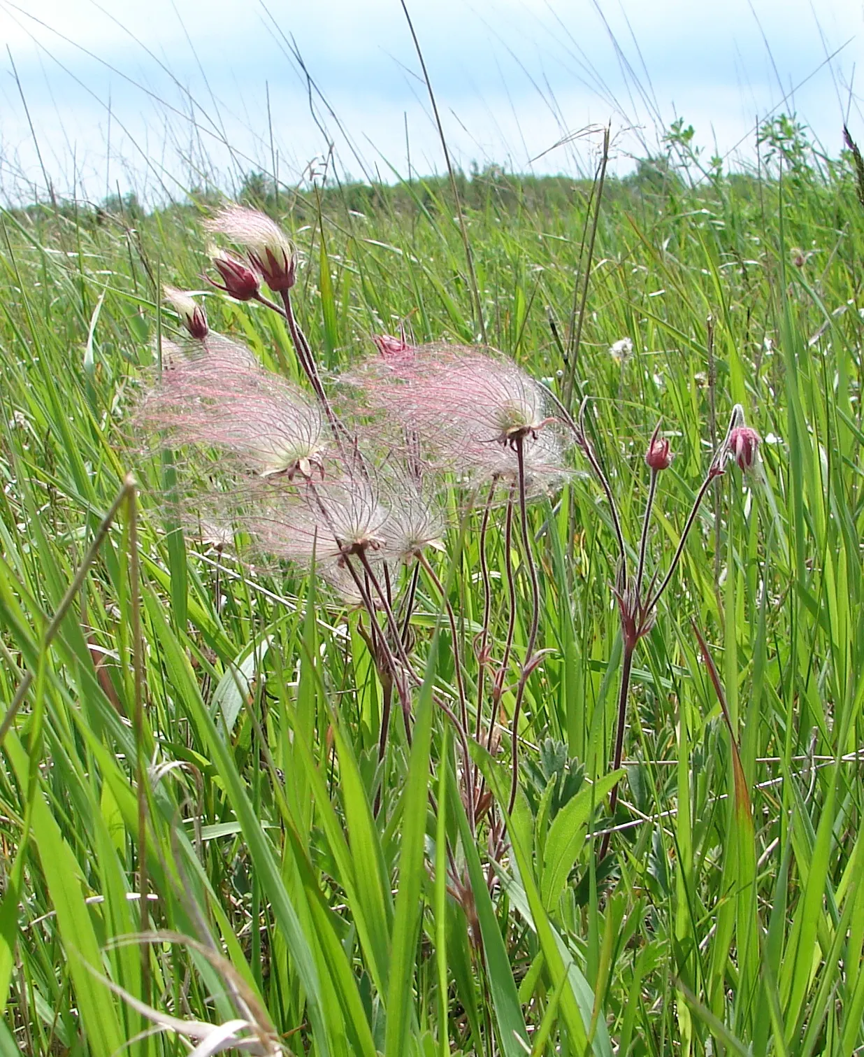 Prairie Smoke (Geum Triflorum) — and meadow-style landscapes; making it a delightful conversation piece for any client's garden, image 80