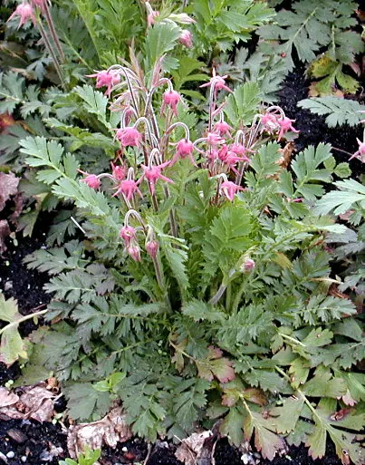 Prairie Smoke (Geum Triflorum) — it demonstrates notable drought tolerance