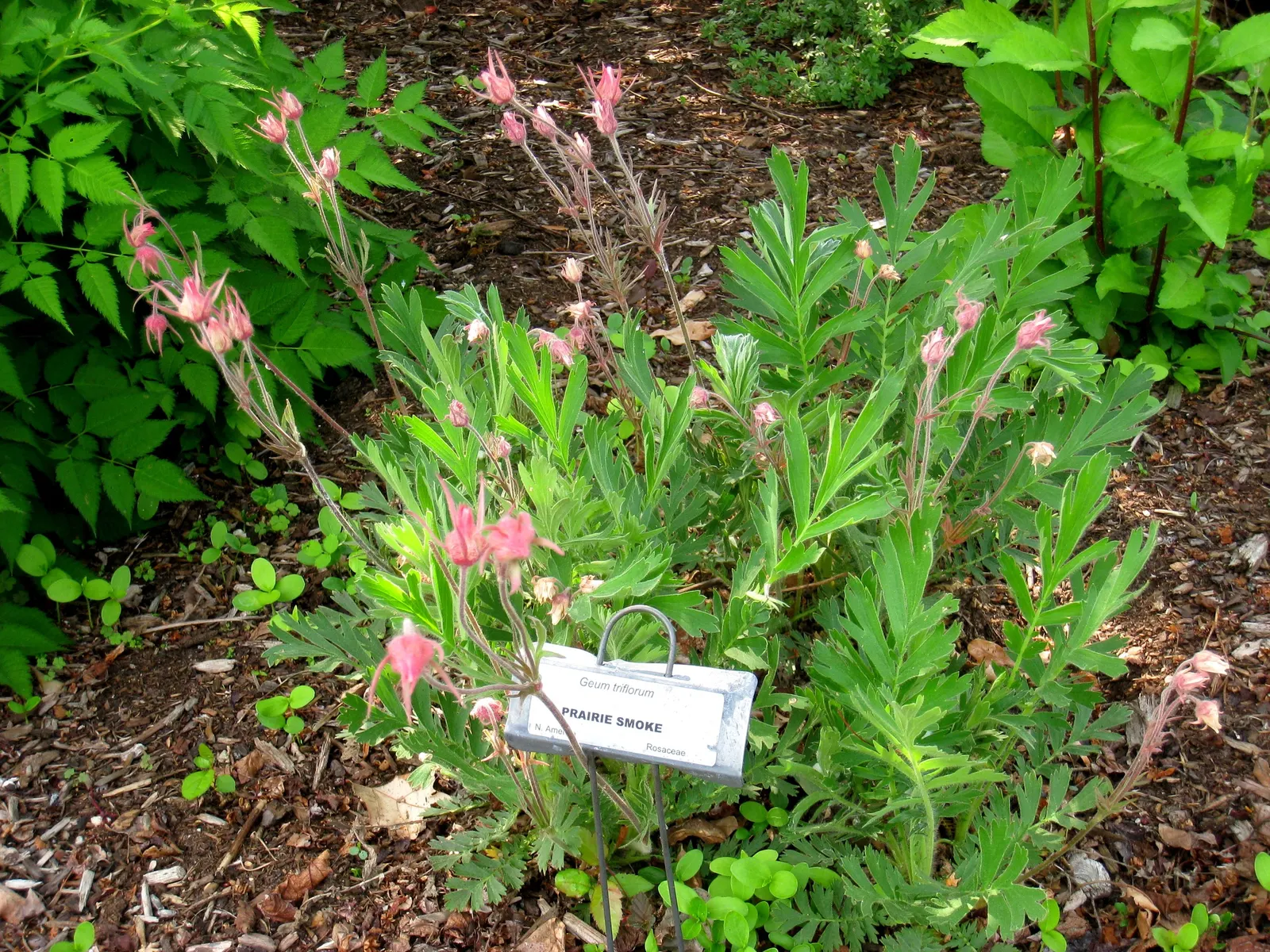 Prairie Smoke (Geum Triflorum) — As a low maintenance choice; making it a delightful conversation piece for any client's garden, image 104