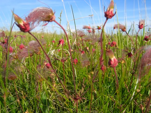 Prairie Smoke (Geum Triflorum) — perennial with pink and red blooms; revealing feathery tails that persist well into the summer