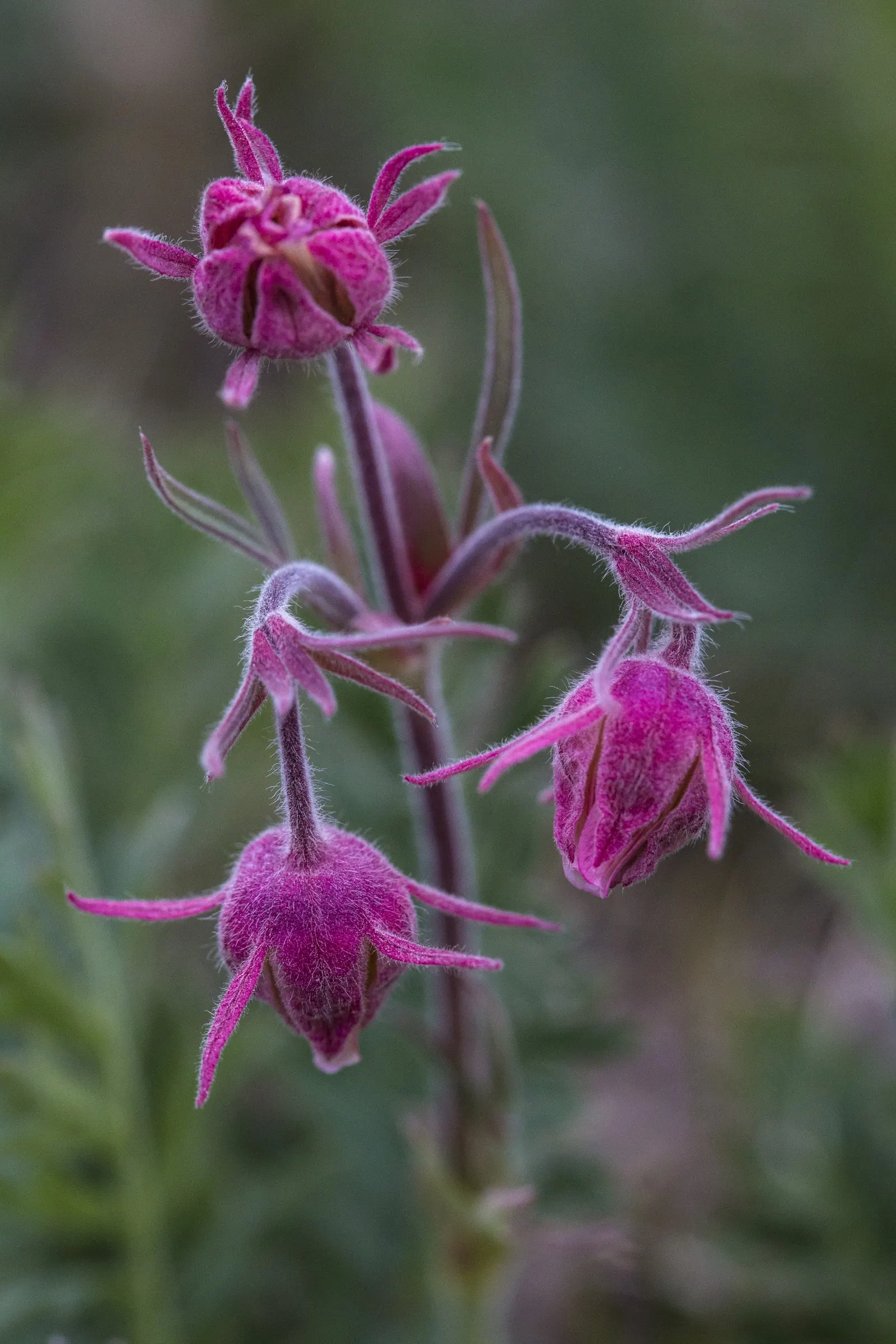 Prairie Smoke (Geum Triflorum) — Prairie Smoke (Geum triflorum) is a charming perennial, native to North American prairies; this hardy plant, image 113
