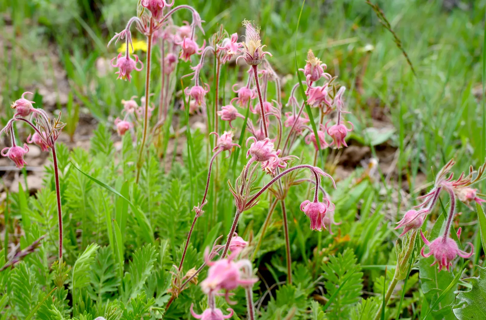 Prairie Smoke (Geum Triflorum) — making it a delightful conversation piece for any client's garden; this hardy plant thrives in USDA zones 3-7, prefers full