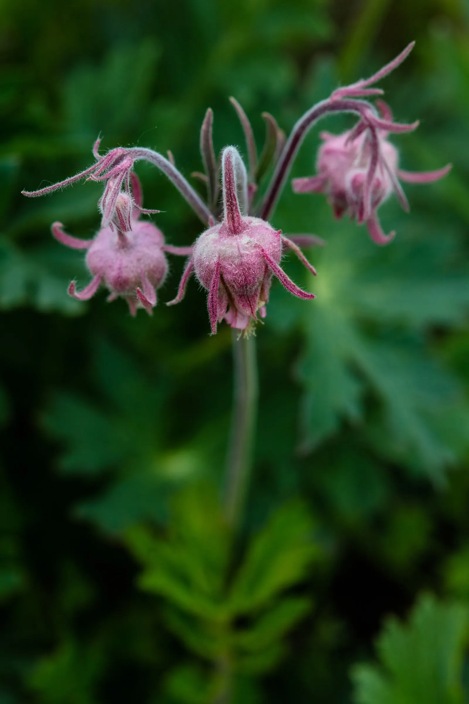 Prairie Smoke (Geum Triflorum) — Ideal for naturalistic designs