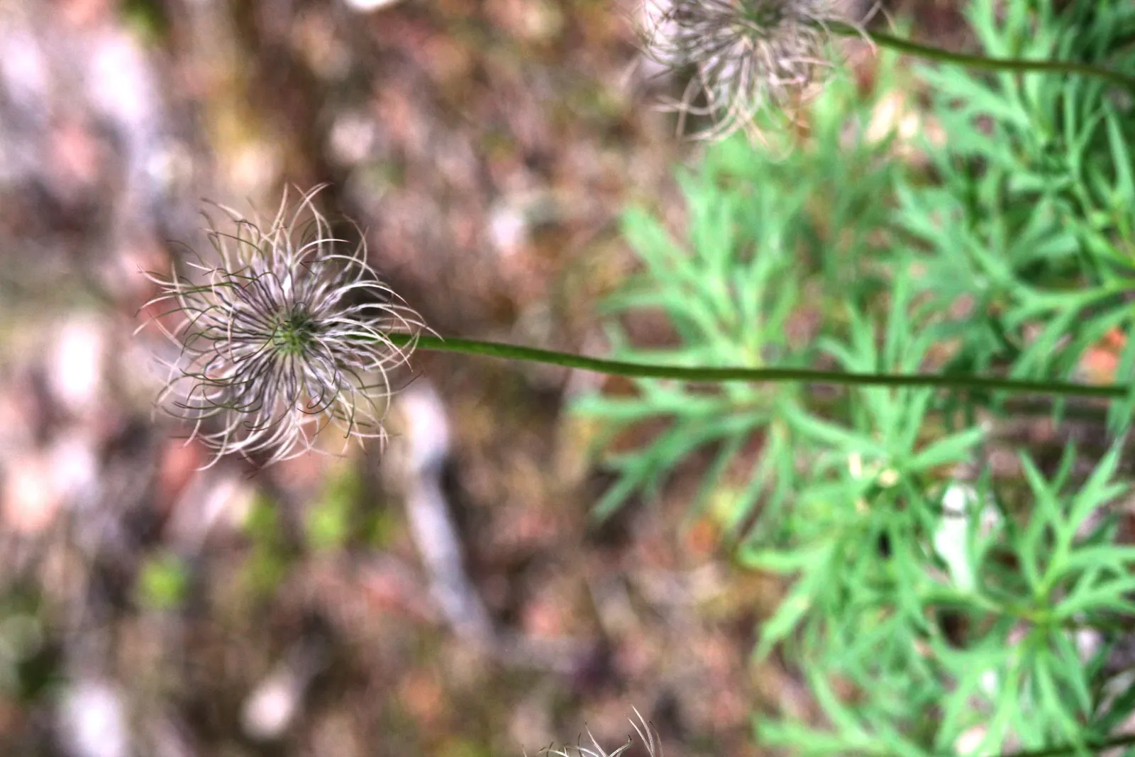 Prairie Smoke (Geum Triflorum) — besides optional division every few years to maintain its vigor.<br><br>Hardy in USDA zones 3 through 7; sandy or loamy soil