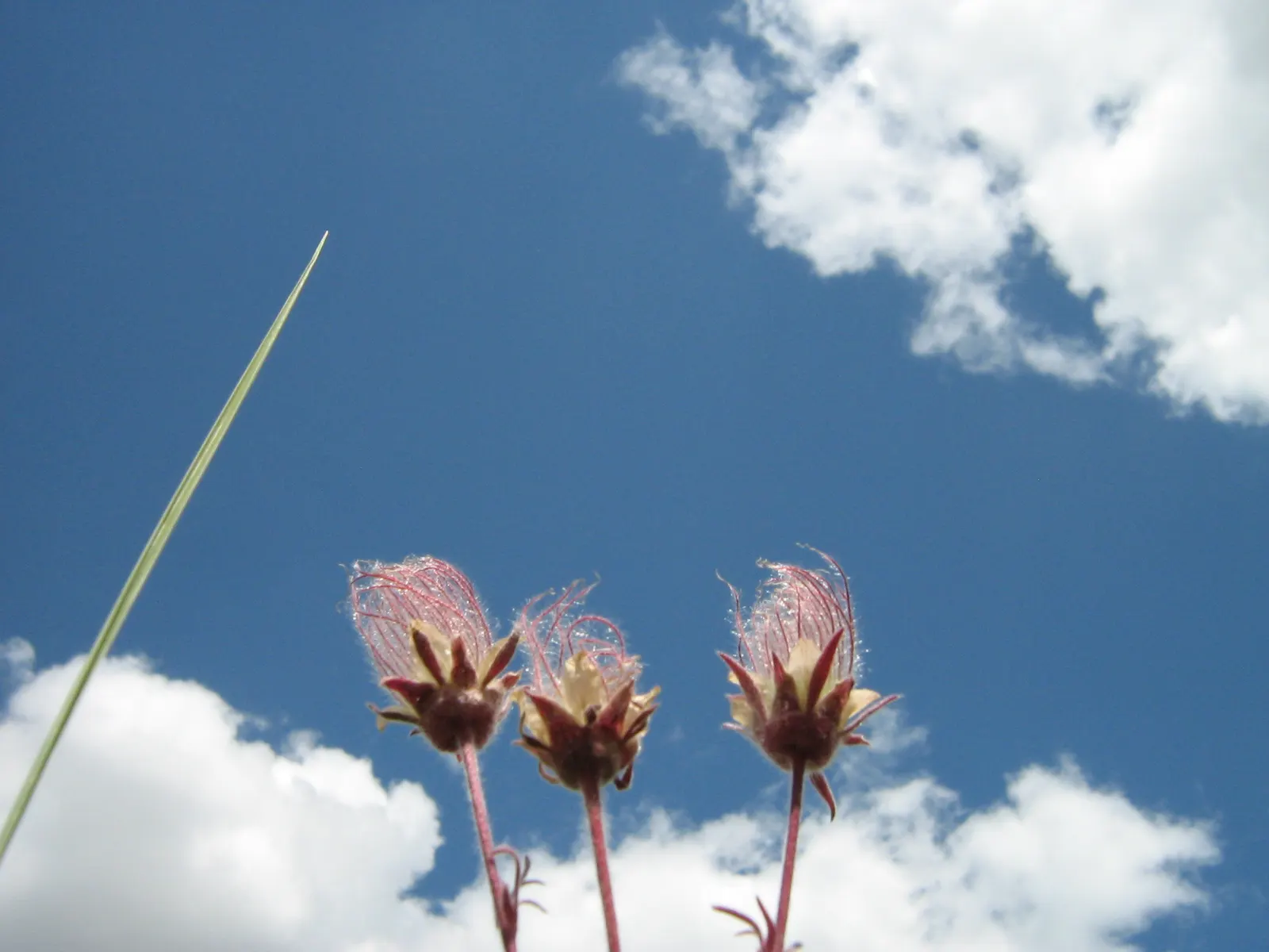 Prairie Smoke (Geum Triflorum) — attracting pollinators while requiring minimal maintenance; sandy or loamy soil but is quite adaptable to various soil