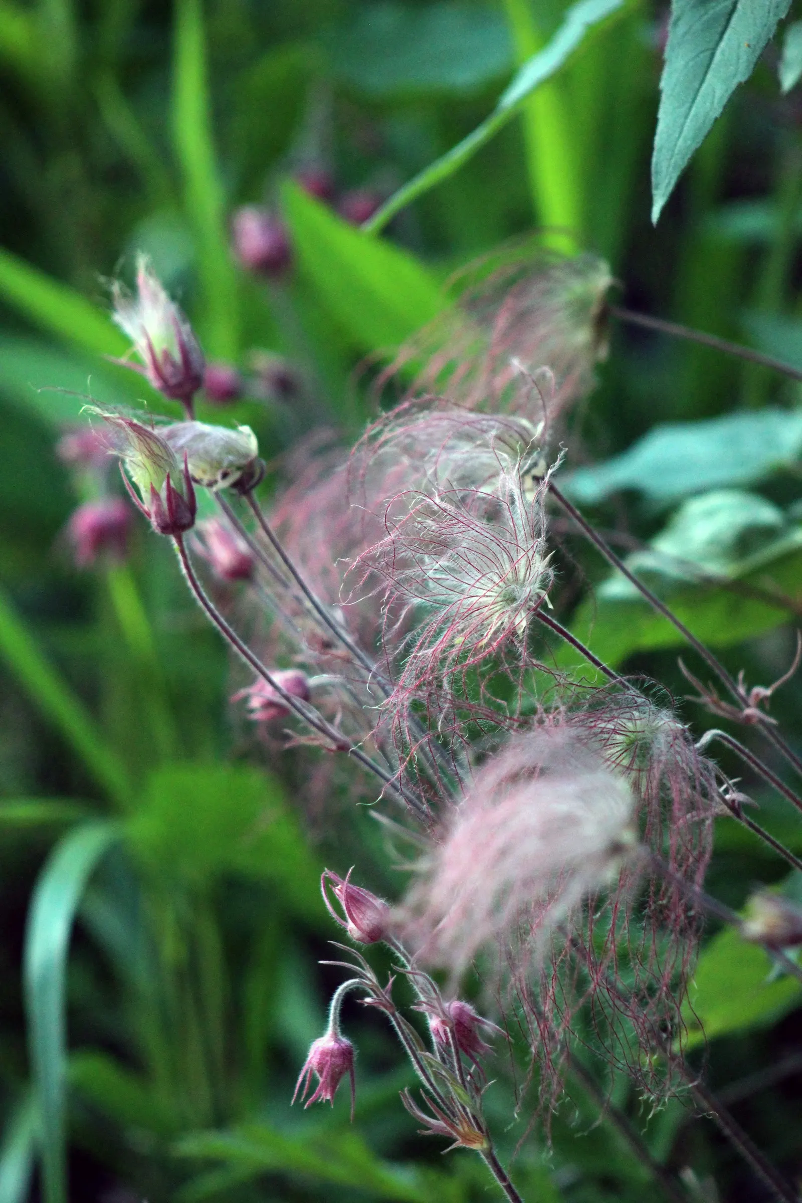 Prairie Smoke (Geum Triflorum) — Once the blooms are pollinated; this hardy plant thrives in USDA zones 3-7, prefers full sun to partial shade, and, image 129