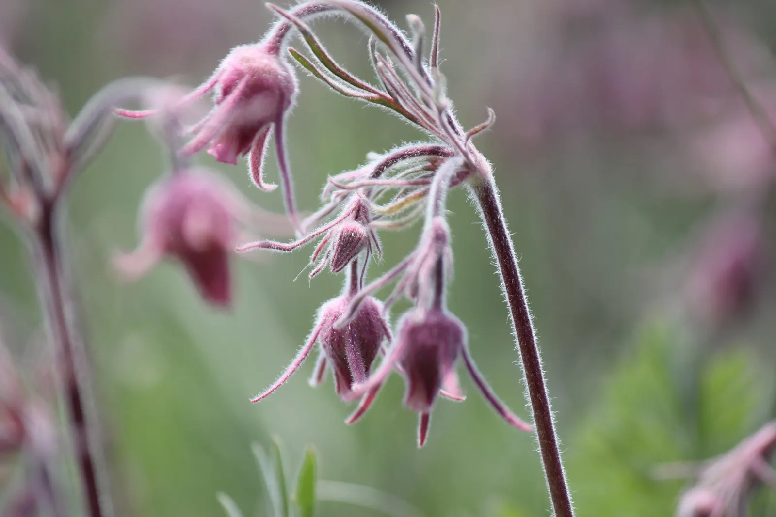 Prairie Smoke (Geum Triflorum) — sandy or loamy soil but is quite adaptable to various soil conditions