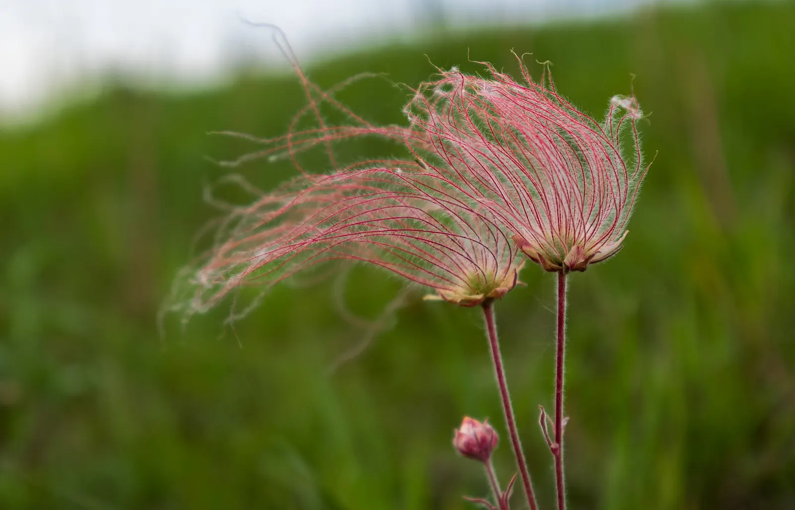 Prairie Smoke (Geum Triflorum) — pink and red flowers in the garden