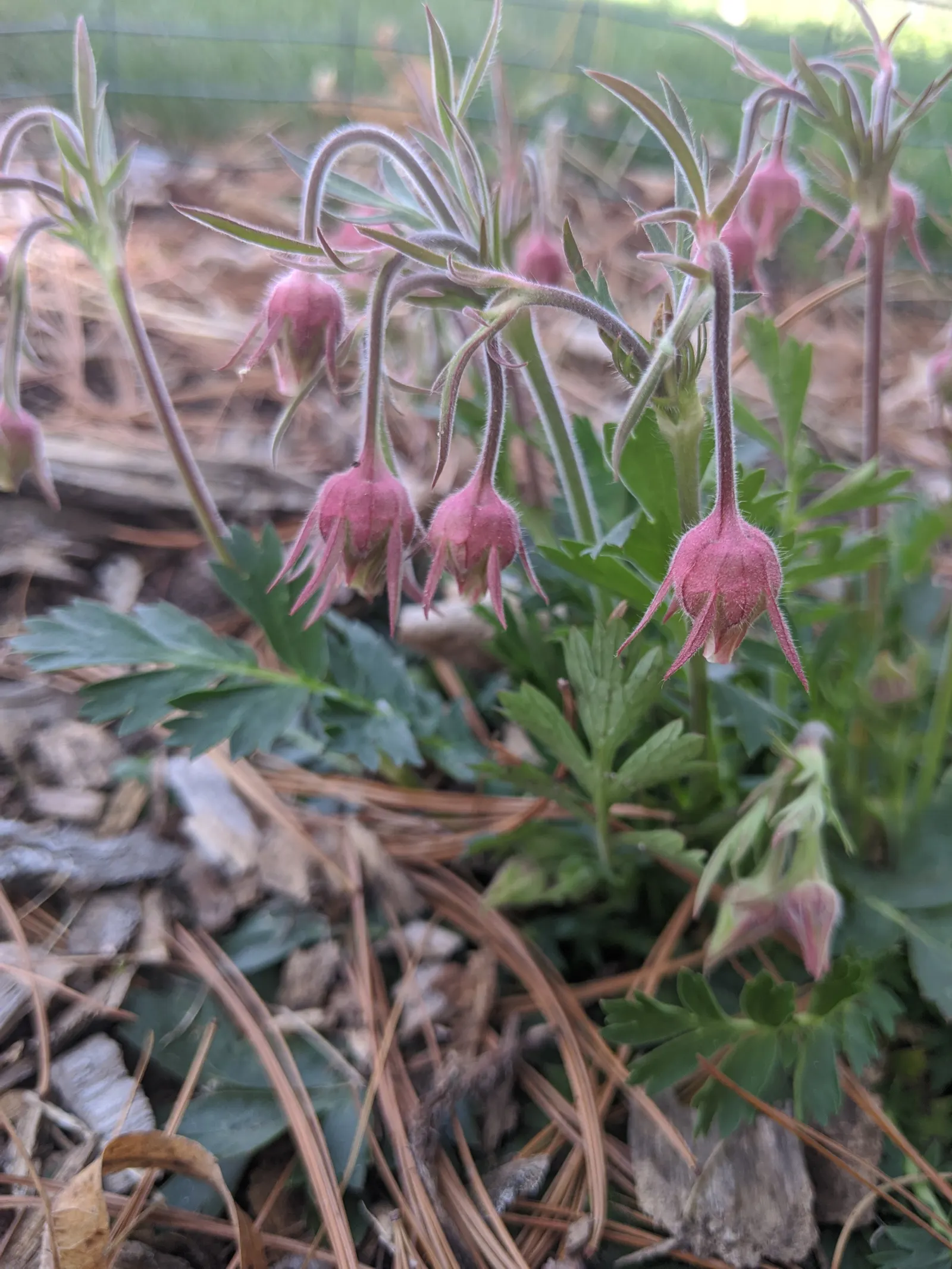 Prairie Smoke (Geum Triflorum) — providing enduring visual interest