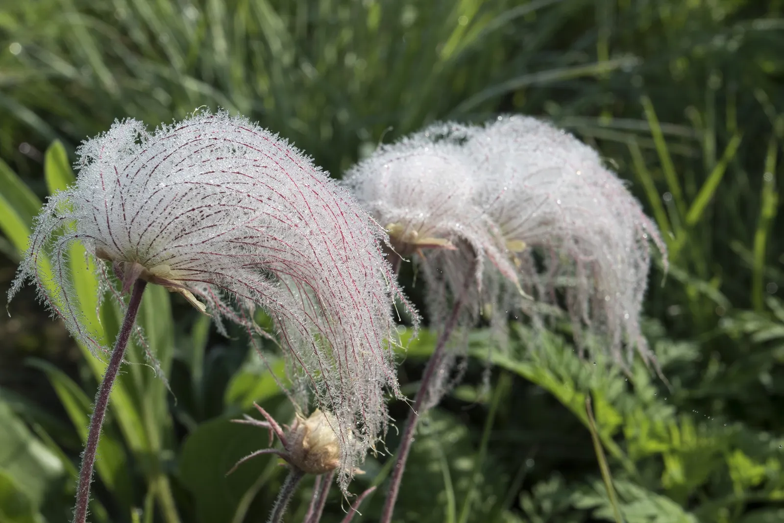 Prairie Smoke (Geum Triflorum) — as long as they are not overly wet; making it a delightful conversation piece for any client's garden, image 96