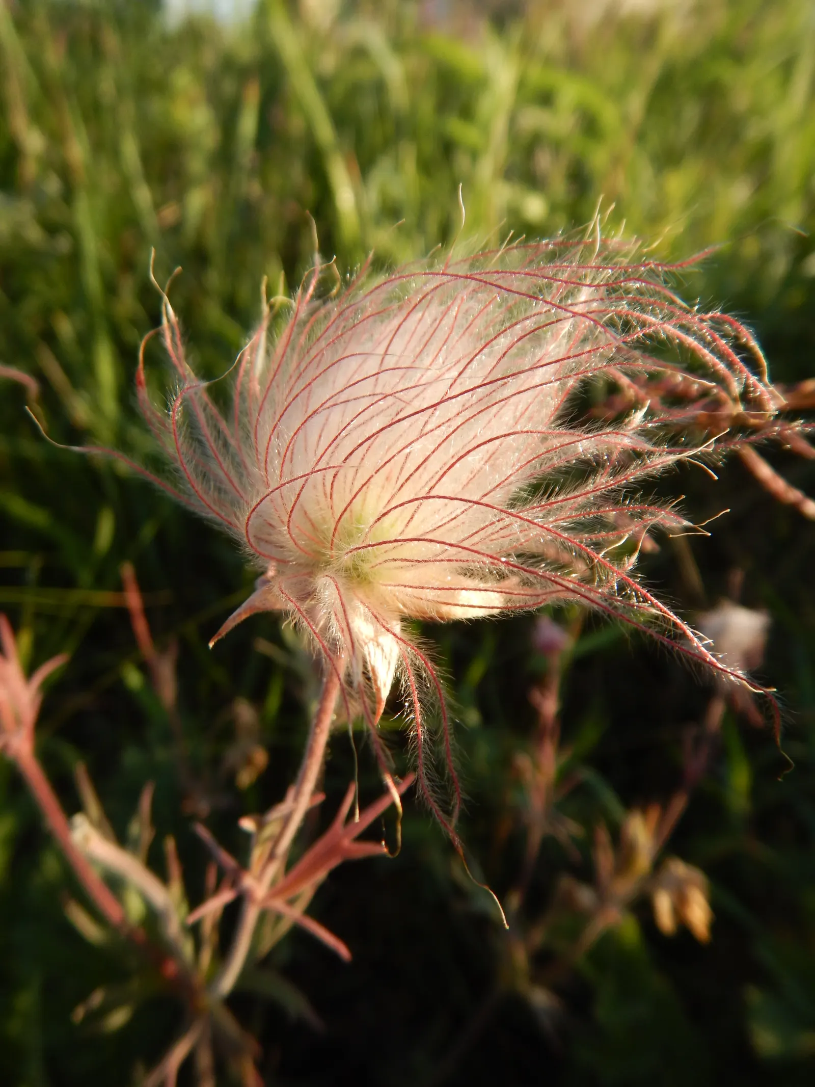 Prairie Smoke (Geum Triflorum) — Prairie Smoke (Geum triflorum) is a charming perennial, native to North American prairies; this hardy plant, image 57