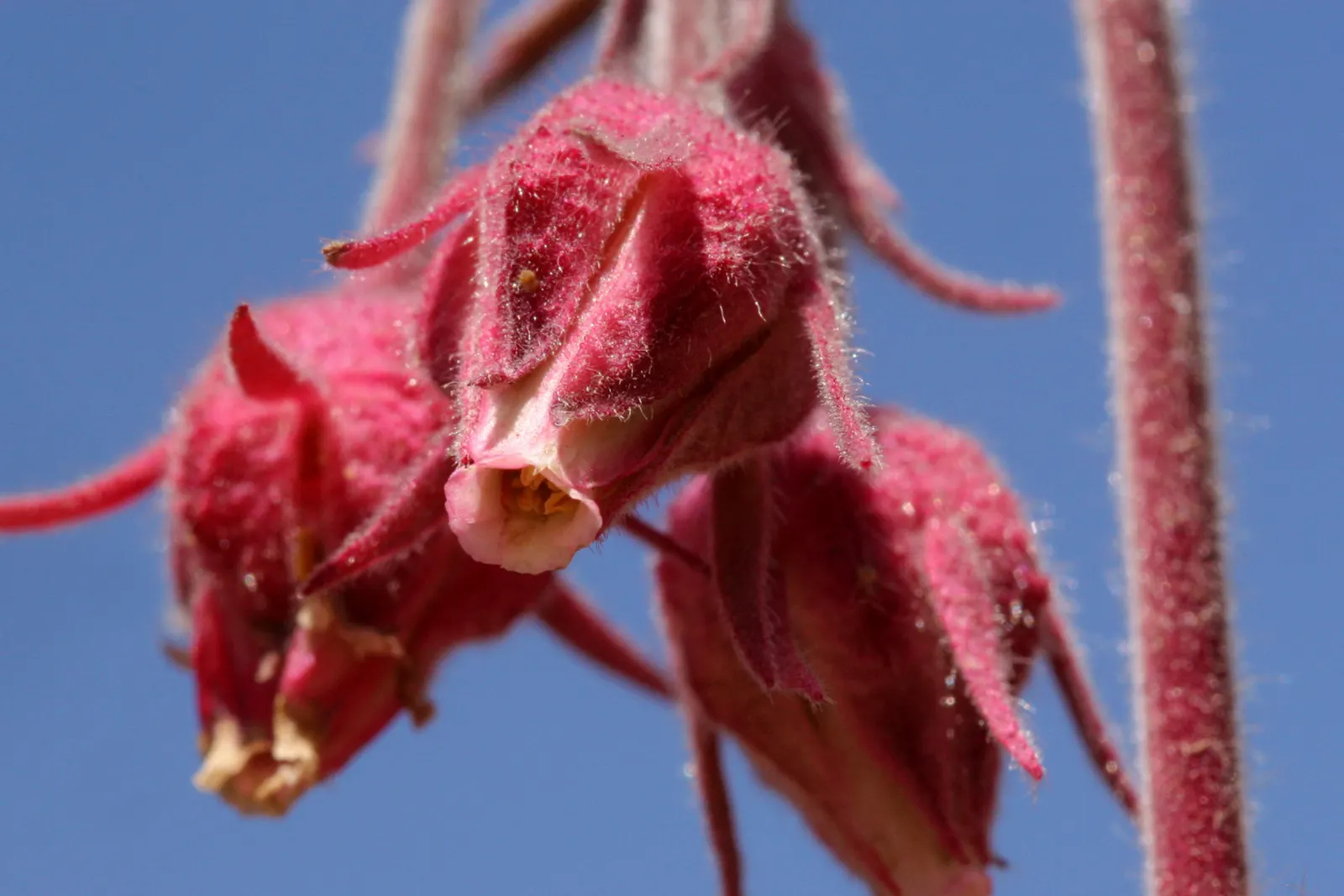Prairie Smoke (Geum Triflorum) — the plant produces nodding pink to red flowers that rise slightly above the foliage; making it a delightful, image 100