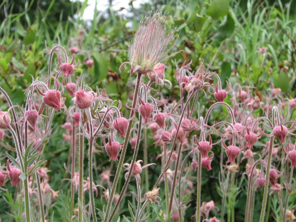 Prairie Smoke (Geum Triflorum) — it blooms with pink to reddish-purple flowers in late spring; revealing feathery tails that persist well into the, image 115
