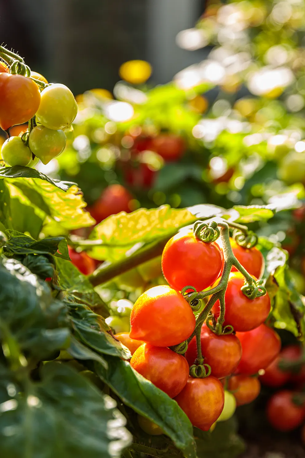 Goodhearted® Tomato (Solanum lycopersicum) — site Goodhearted® Tomato in full sun and provide average to fertile