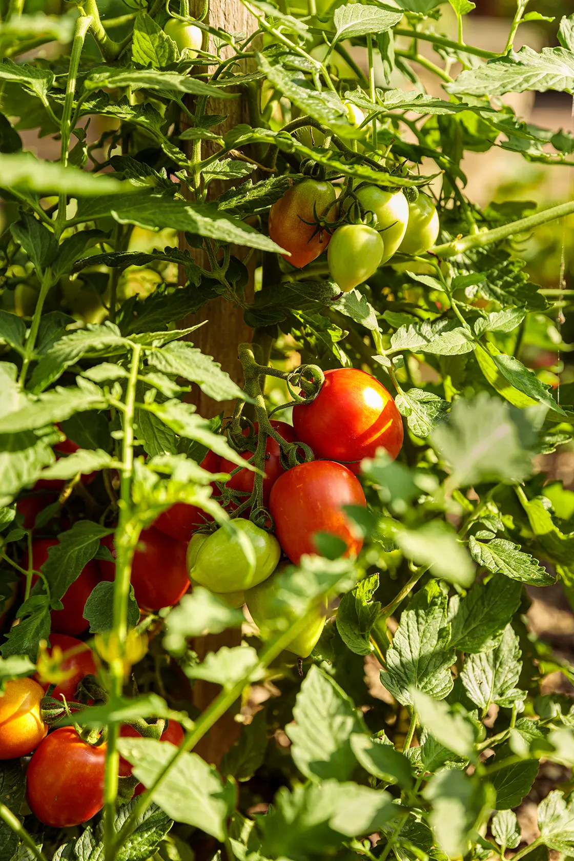 Goodhearted® Tomato (Solanum lycopersicum) — and a container of at least 10 inches in diameter is recommended