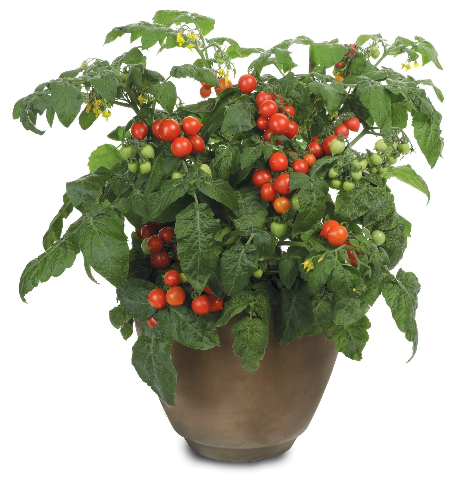 Goodhearted® Tomato (Solanum lycopersicum) — The plant has good disease resistance and tolerates heat and humidity