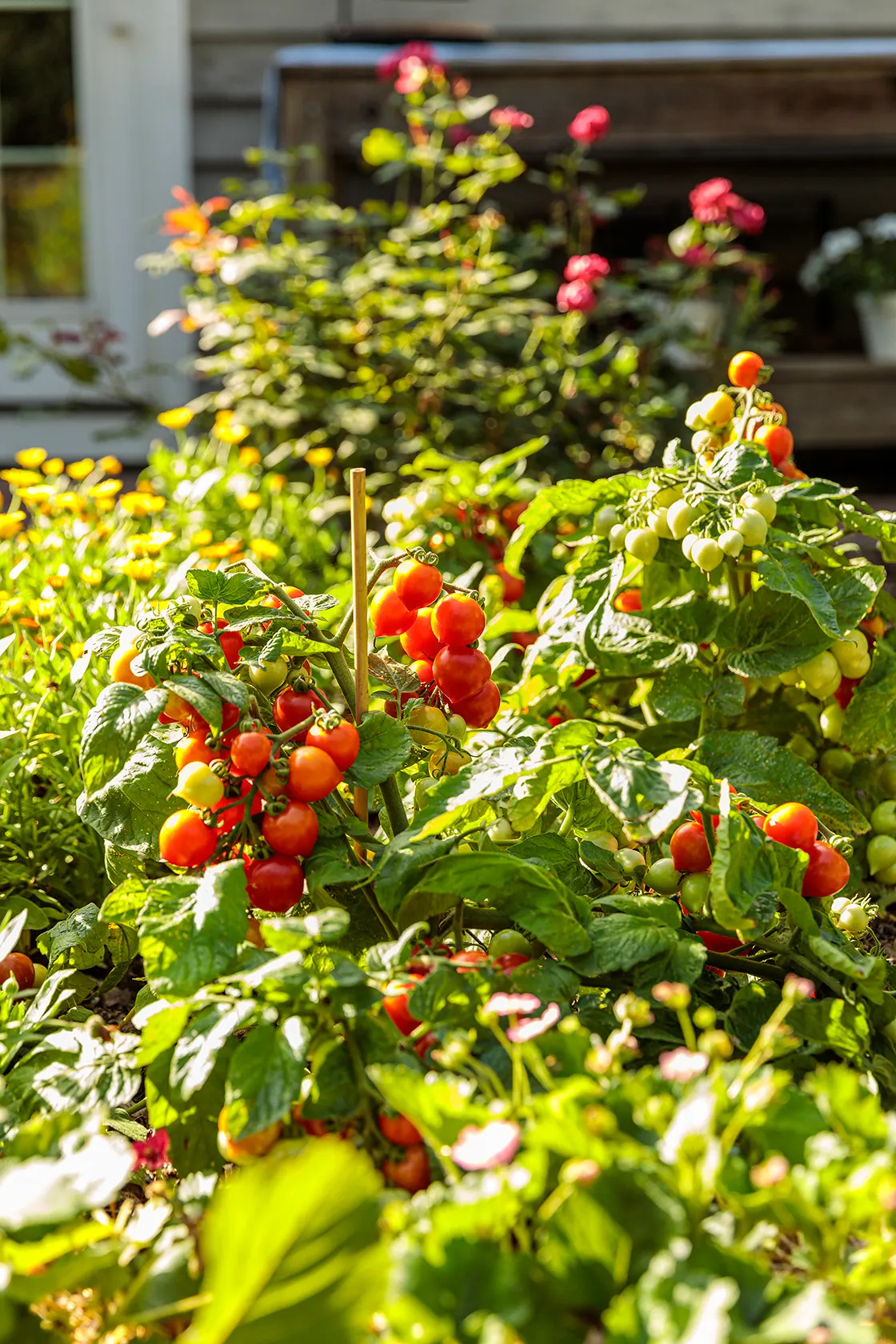 Goodhearted® Tomato (Solanum lycopersicum) — Regular fertilization will help maintain steady fruit production