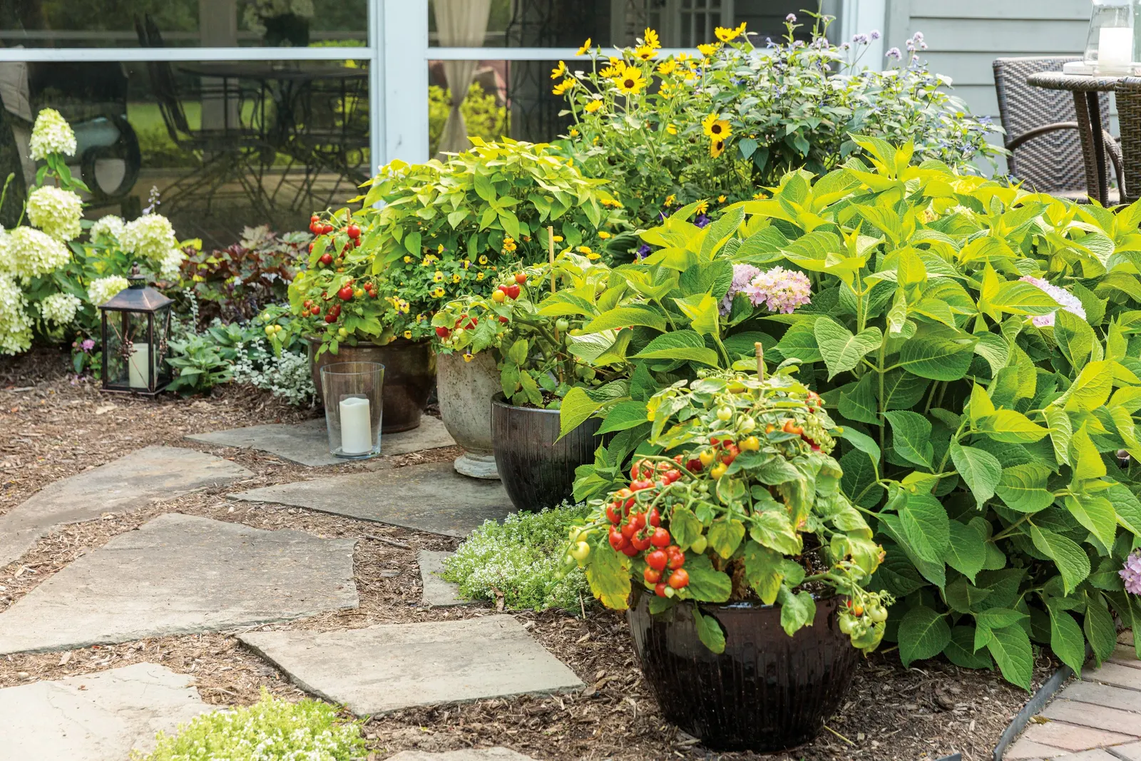 Goodhearted® Tomato (Solanum lycopersicum) — Grow in full sun with average to fertile