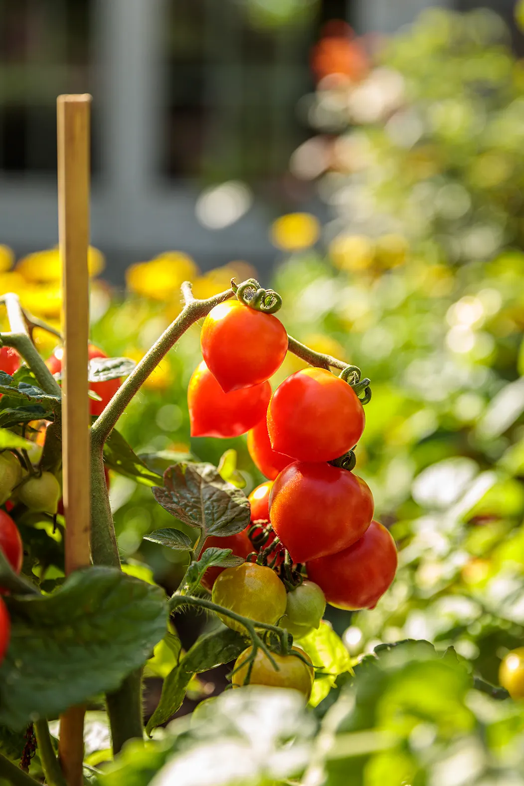 Goodhearted® Tomato (Solanum lycopersicum) — Consistent moisture is important, particularly in containers, where plants can dry quickly in summer heat