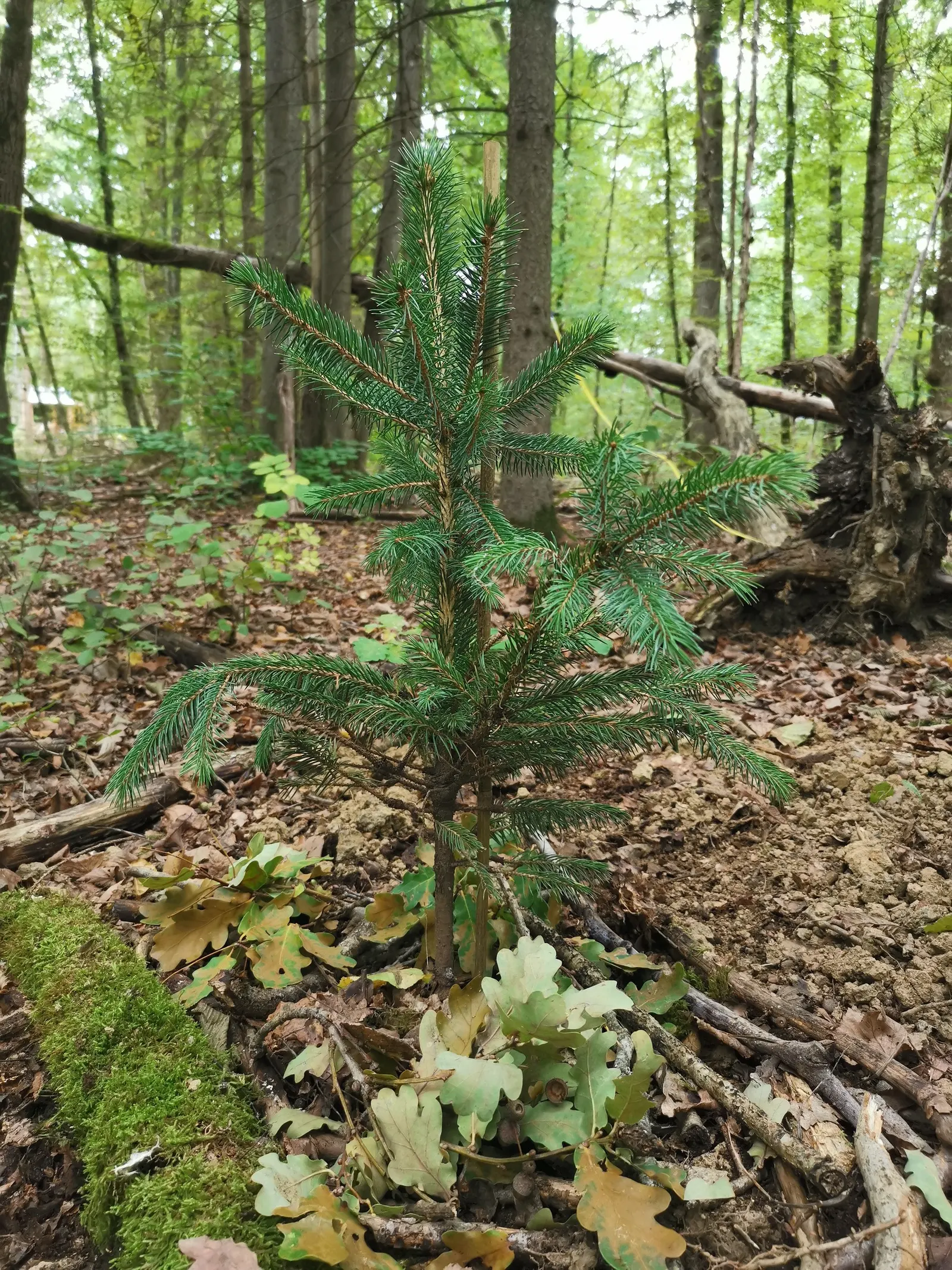 Colorado Blue Spruce (Picea Pungens 'Glauca') — making it a practical option for areas with active wildlife; the Colorado Blue Spruce tolerates a, image 69