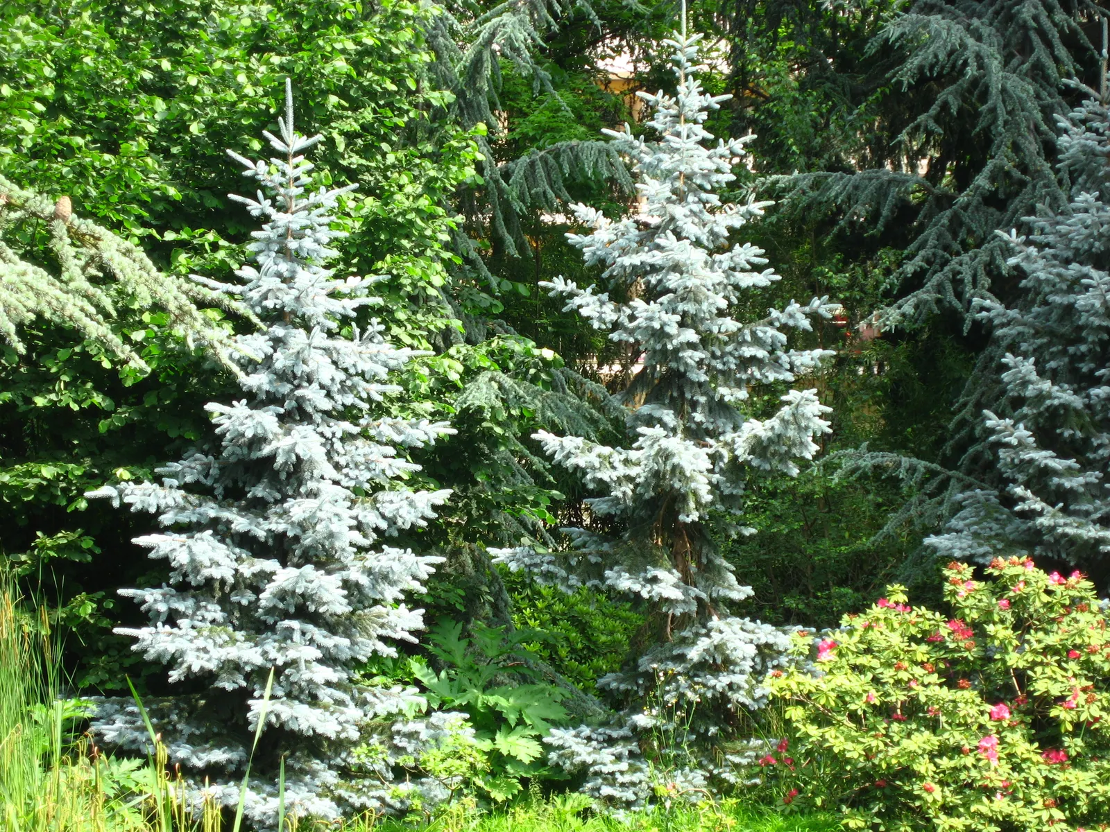 Colorado Blue Spruce (Picea Pungens 'Glauca') — Reaching up to 60 feet in height and 20 feet in width, it serves as a robust focal point; conifer /, image 75
