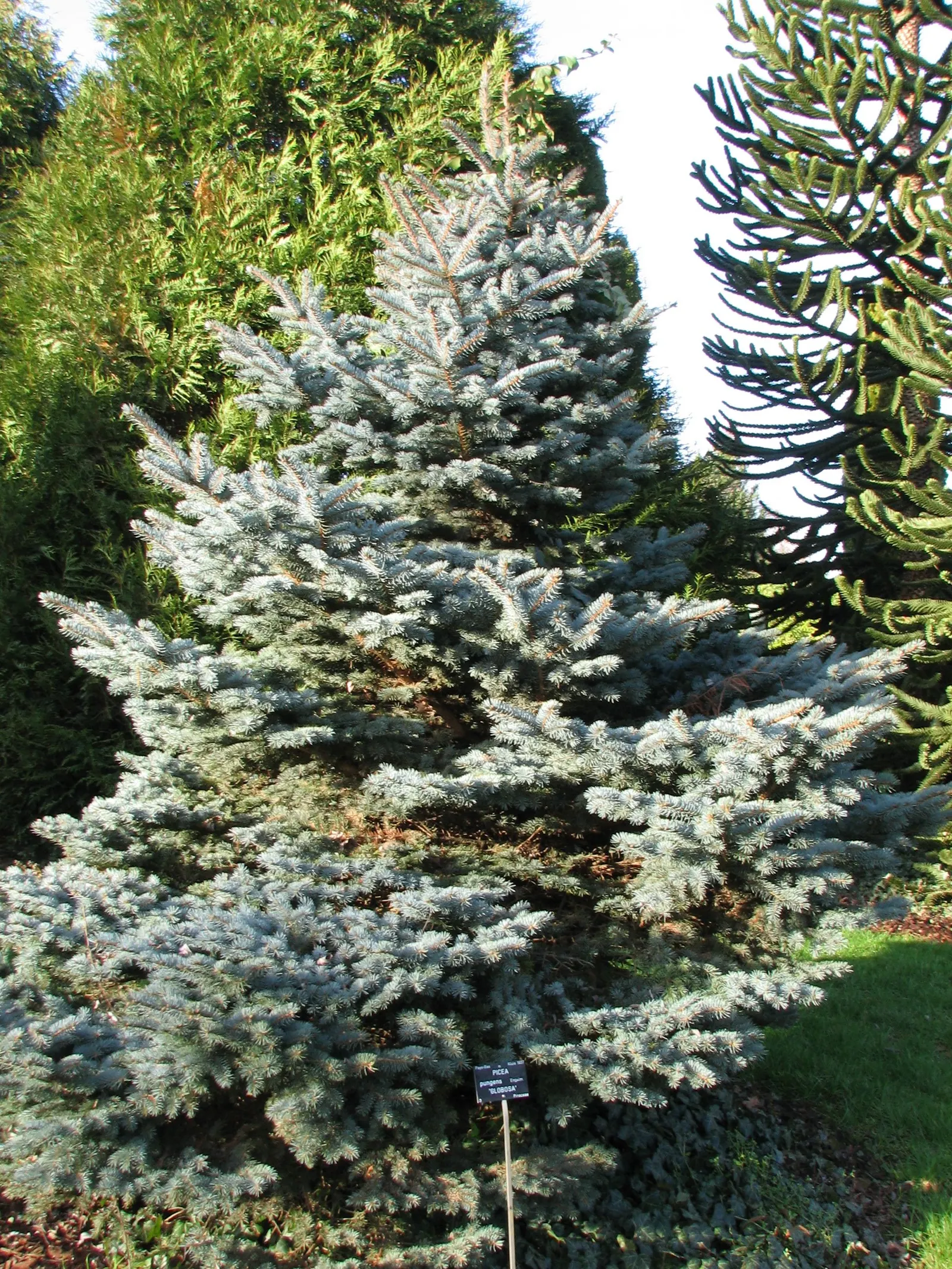 Colorado Blue Spruce (Picea Pungens 'Glauca') — adds year-round interest and is ideal for windbreaks or statement pieces; reaching up to 60 feet in, image 60