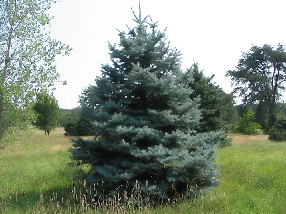 Colorado Blue Spruce (Picea Pungens 'Glauca') — about 6-12 inches per year