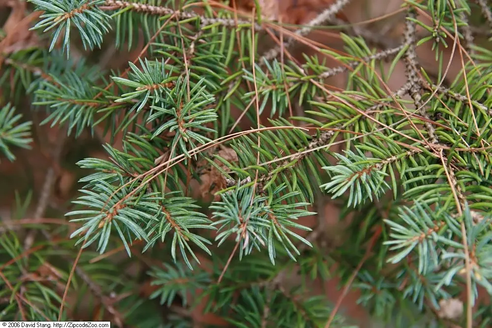 Colorado Blue Spruce (Picea Pungens 'Glauca') — renowned for its silvery-blue needles and classic pyramid shape; and ensure the soil is well-drained, image 56