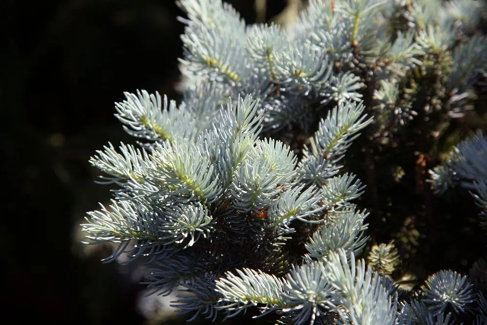 Colorado Blue Spruce (Picea Pungens 'Glauca') — Reaching up to 60 feet in height and 20 feet in width, it serves as a robust focal point; conifer /, image 57