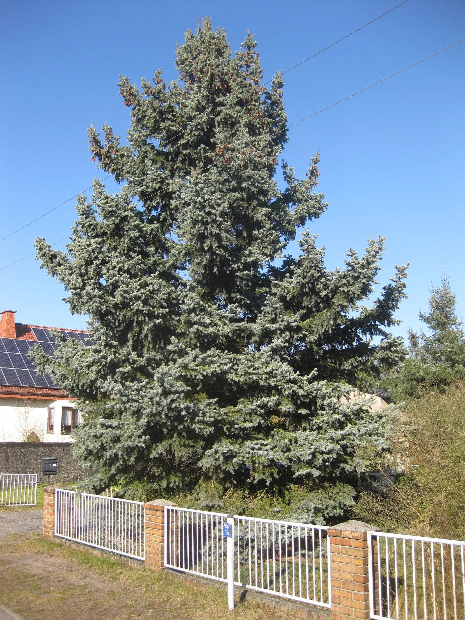 Colorado Blue Spruce (Picea Pungens 'Glauca') — as long as they are not waterlogged; whether for ornamental use, image 67