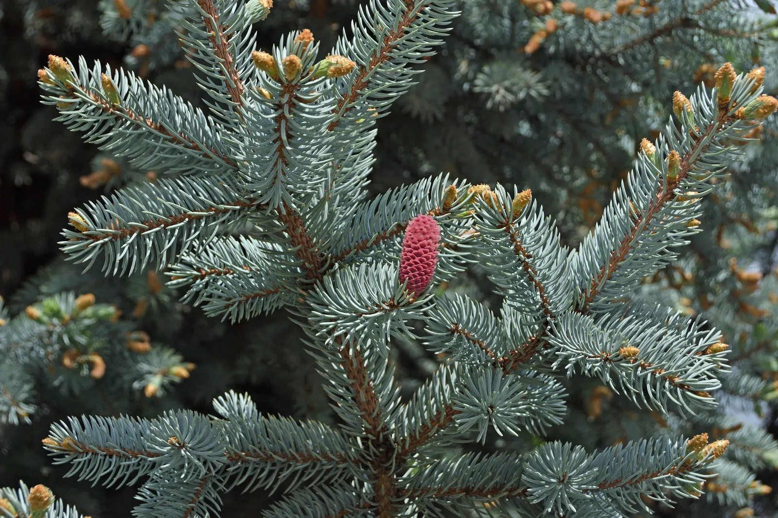 Colorado Blue Spruce (Picea Pungens 'Glauca') — select a site with full sun to partial shade