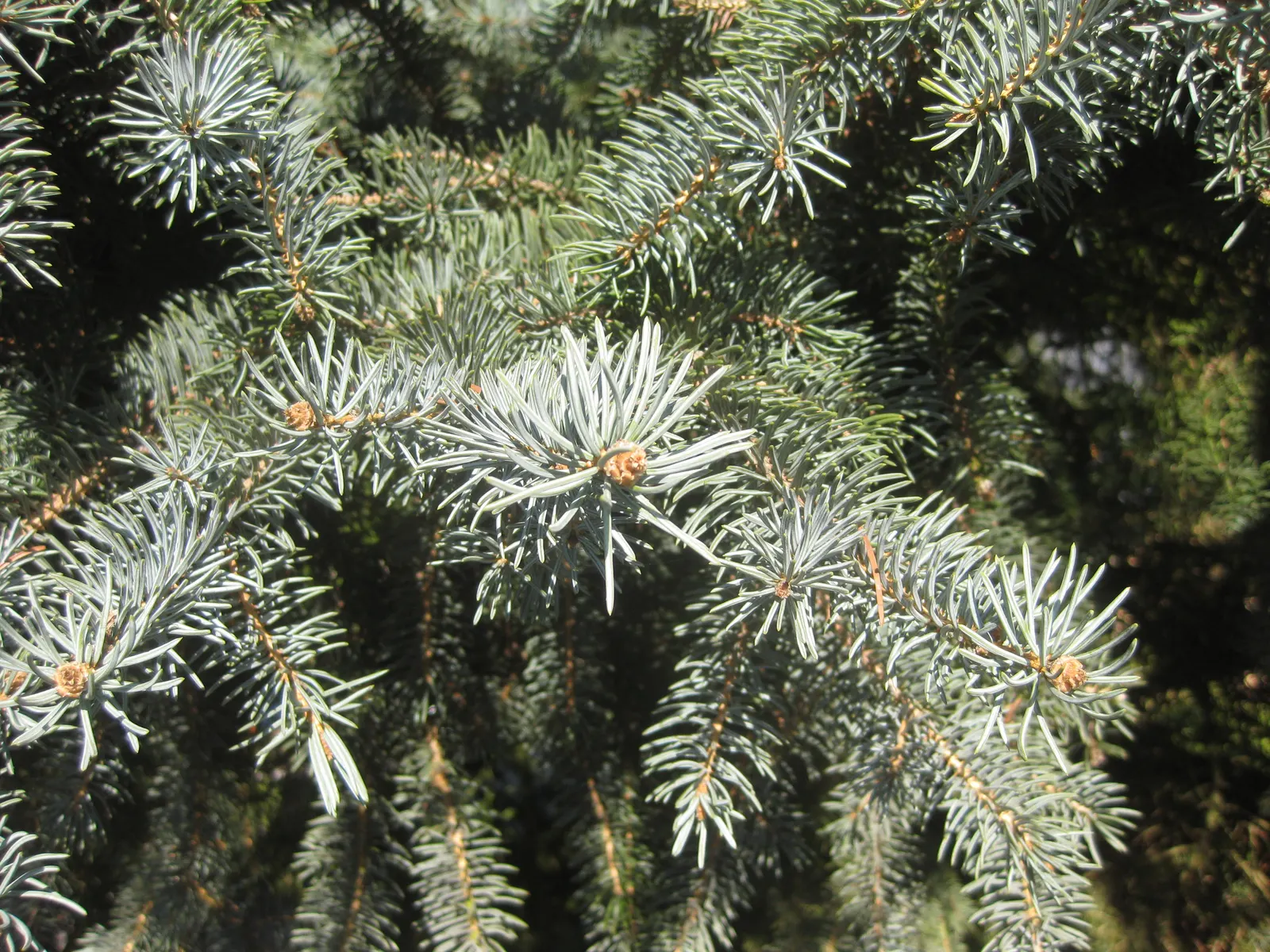 Colorado Blue Spruce (Picea Pungens 'Glauca') — and ensure the soil is well-drained; renowned for its silvery-blue needles and classic pyramid shape, image 65