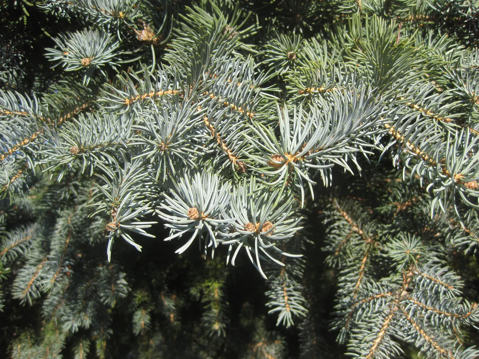 Colorado Blue Spruce (Picea Pungens 'Glauca') — as long as they are not waterlogged; whether for ornamental use, image 49