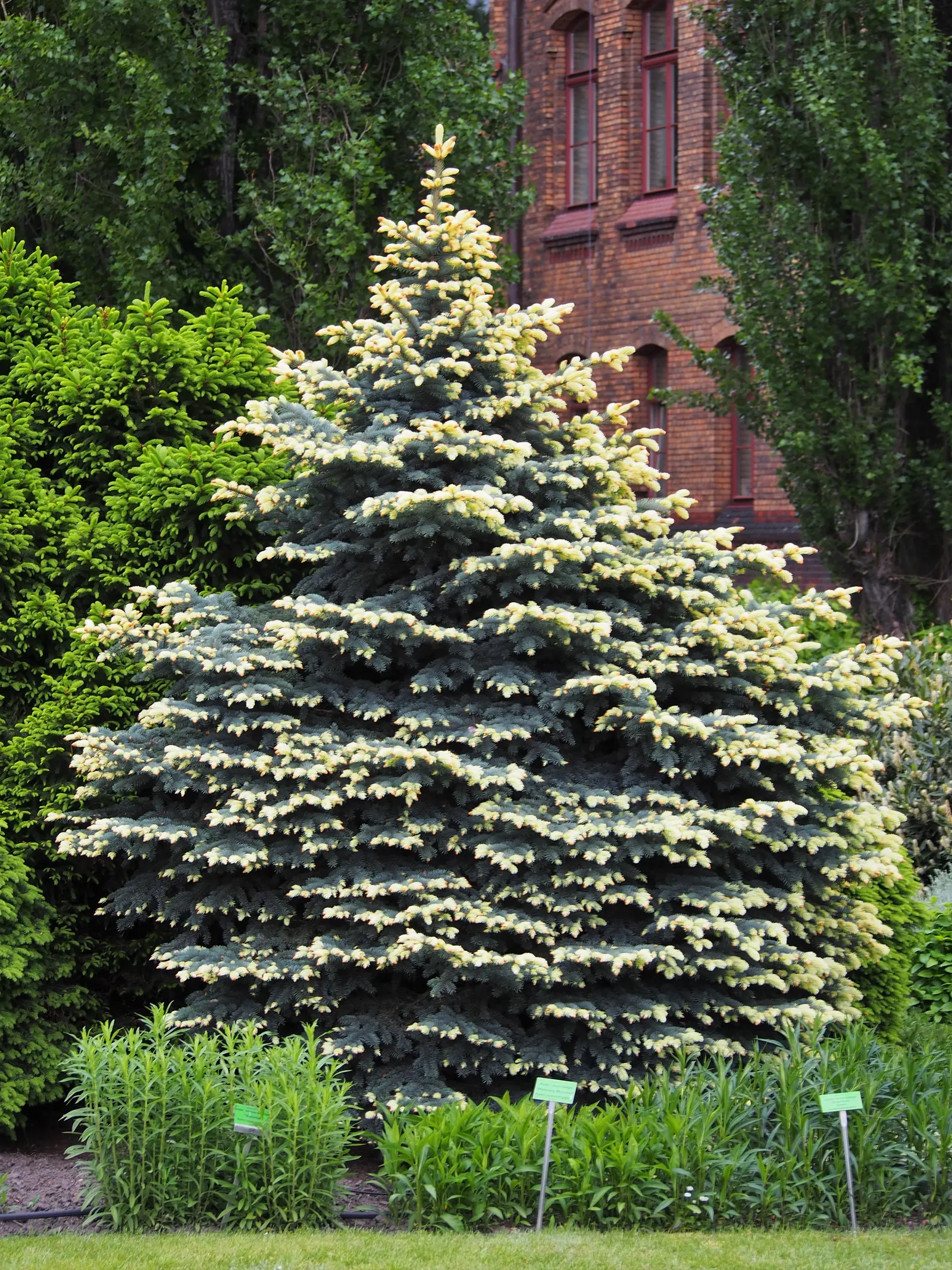 Colorado Blue Spruce (Picea Pungens 'Glauca') — making it a practical option for areas with active wildlife; the Colorado Blue Spruce tolerates a, image 51