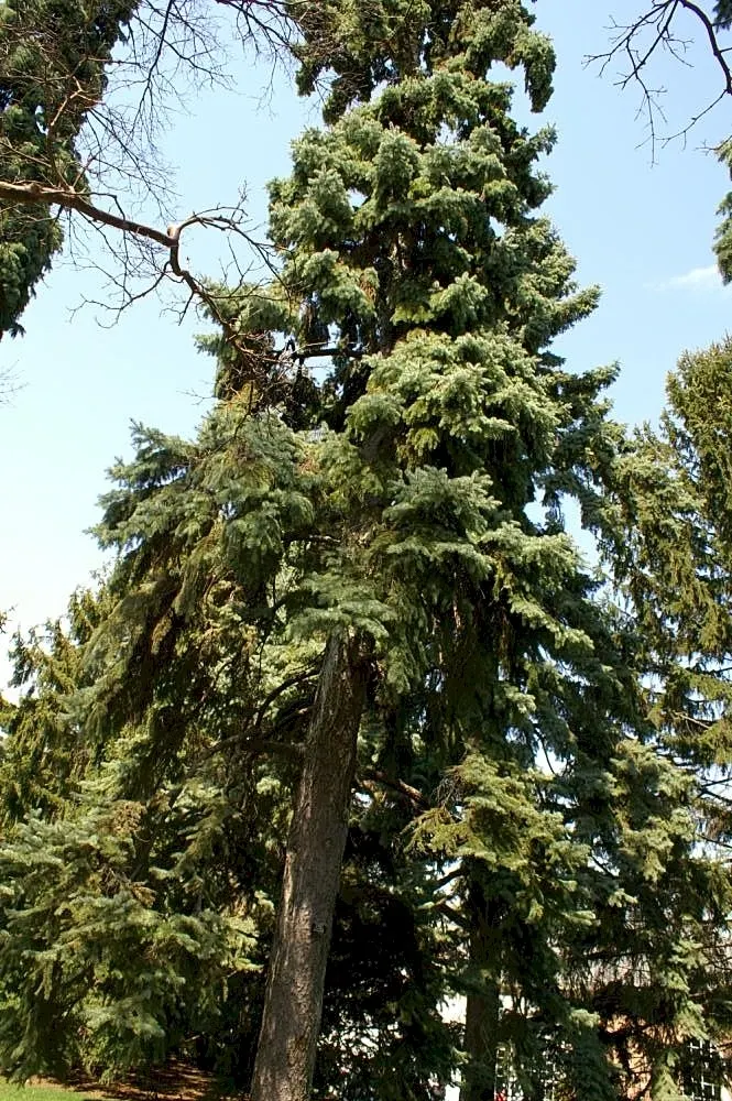 Colorado Blue Spruce (Picea Pungens 'Glauca') — Reaching up to 60 feet in height and 20 feet in width, it serves as a robust focal point