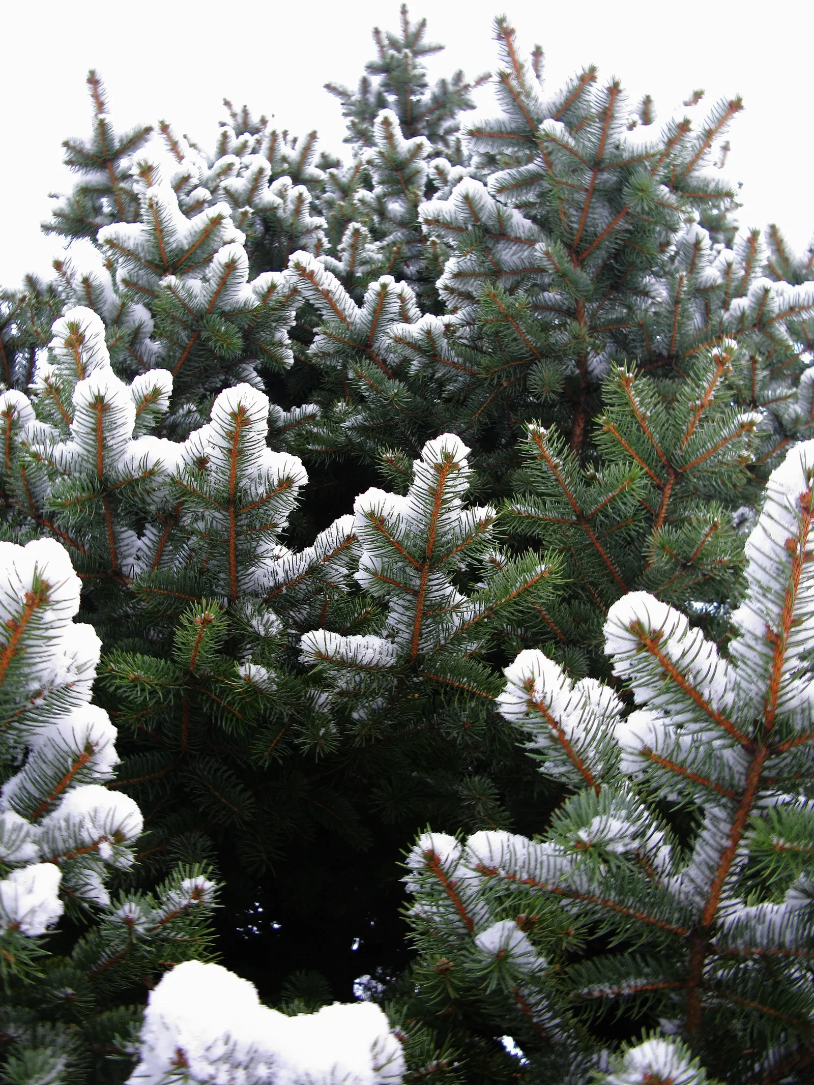 Colorado Blue Spruce (Picea Pungens 'Glauca') — about 6-12 inches per year; sharply pointed needles deter deer, image 59