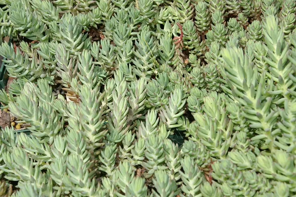Colorado Blue Spruce (Picea Pungens 'Glauca') — The Colorado Blue Spruce (Picea pungens 'Glauca') is a majestic evergreen; hardy in zones 2-7, it, image 73