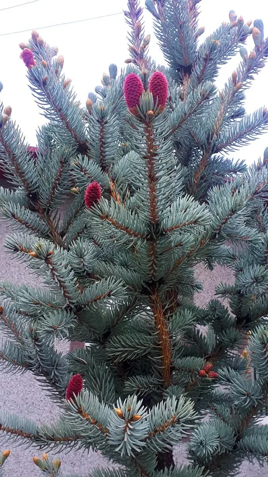 Colorado Blue Spruce (Picea Pungens 'Glauca') — sharply pointed needles deter deer; about 6-12 inches per year, image 86
