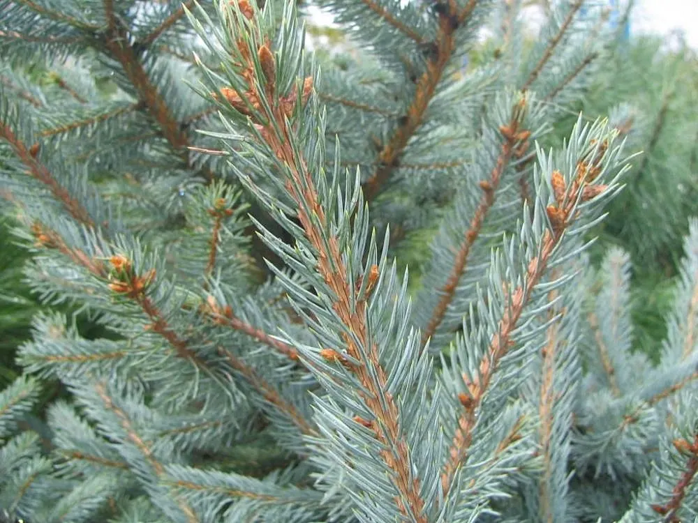 Colorado Blue Spruce (Picea Pungens 'Glauca') — is a majestic conifer renowned for its striking bluish-silver needles and classic pyramidal shape, image 61