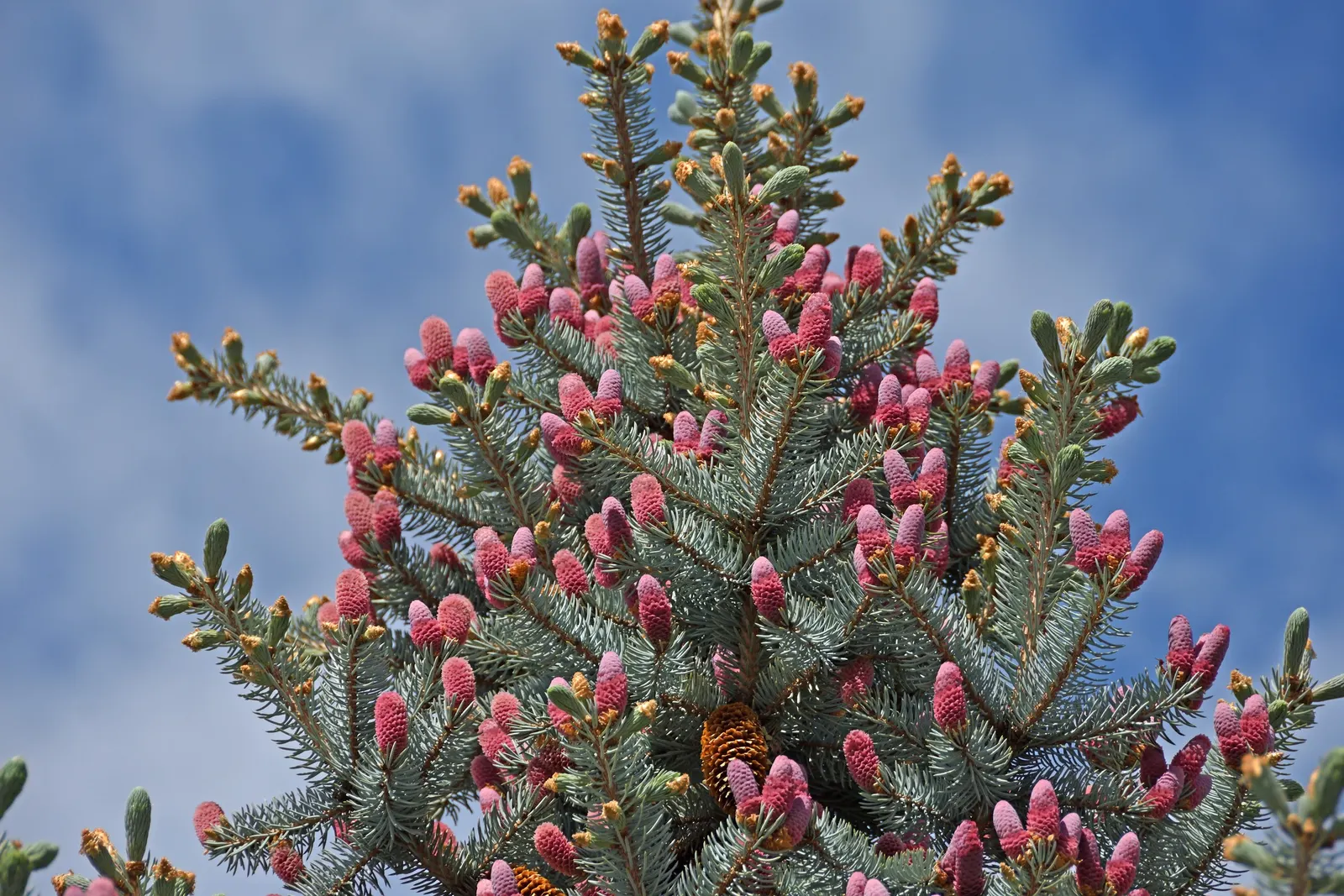 Colorado Blue Spruce (Picea Pungens 'Glauca') — A native to the Rocky Mountains in the United States