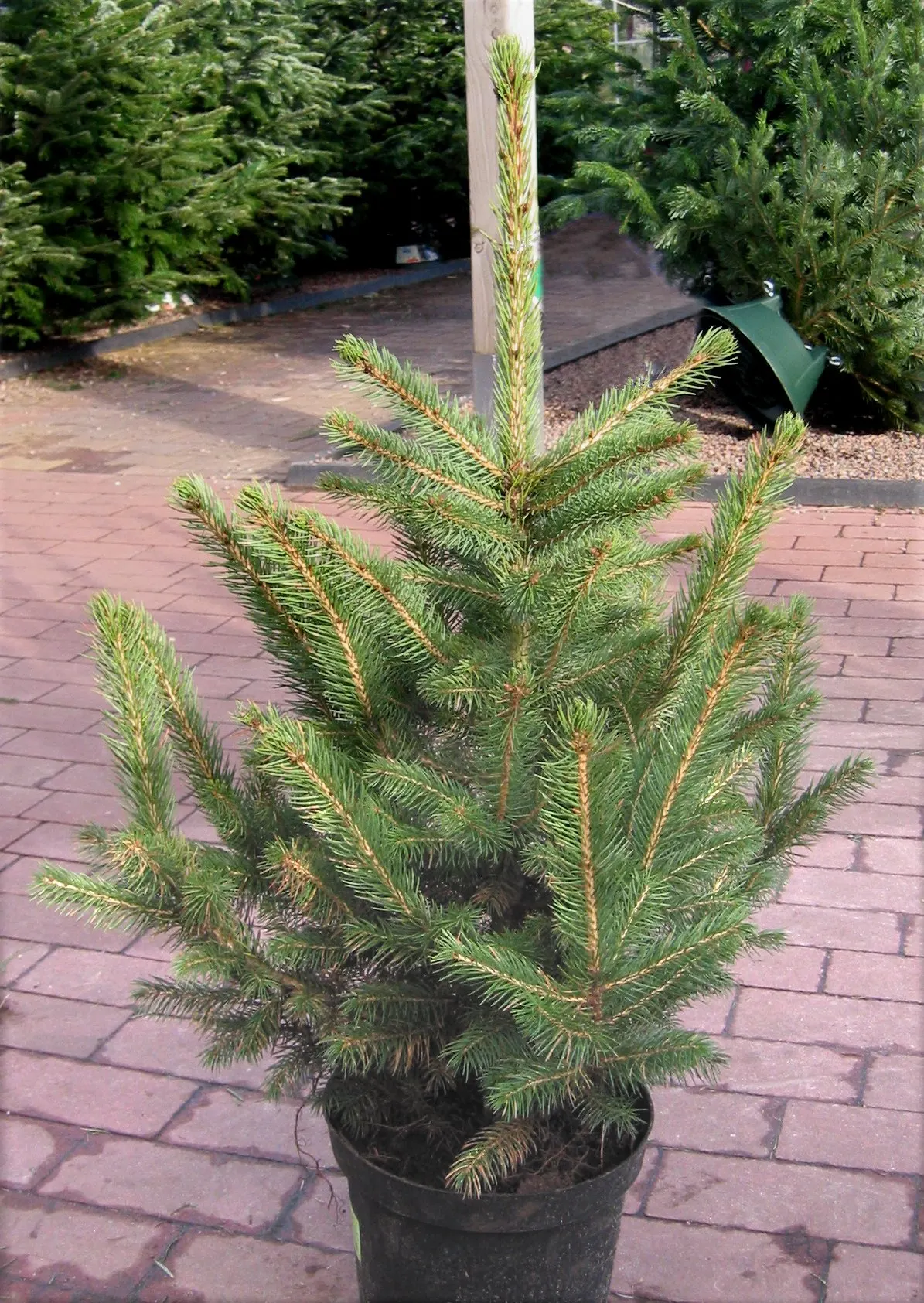 Colorado Blue Spruce (Picea Pungens 'Glauca') — the Colorado Blue Spruce 'Glauca' variant offers elegance and utility for any landscaped garden; a, image 71