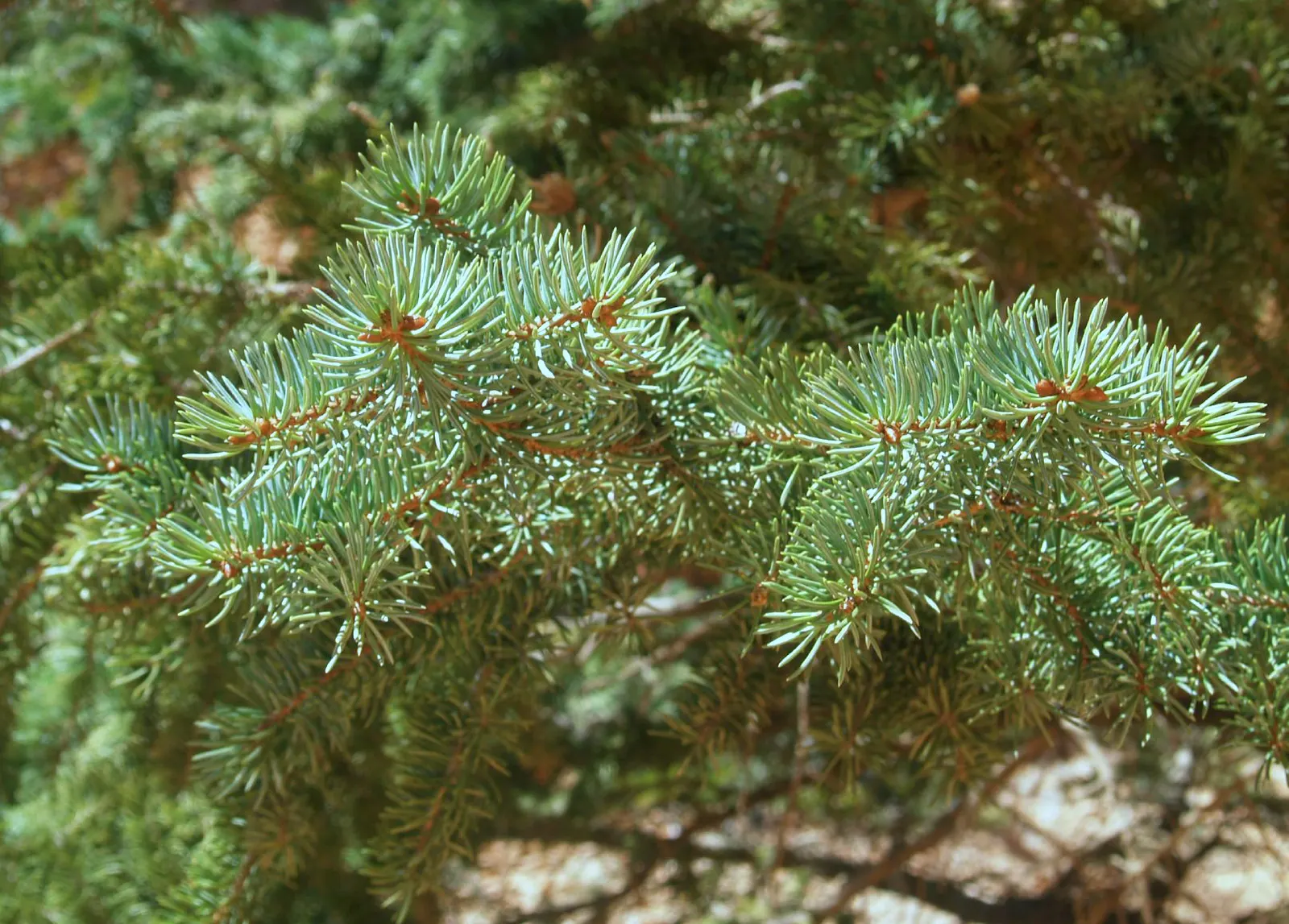 Colorado Blue Spruce (Picea Pungens 'Glauca') — making them an excellent choice for a focal point in a garden or as part of a windbreak when, image 63
