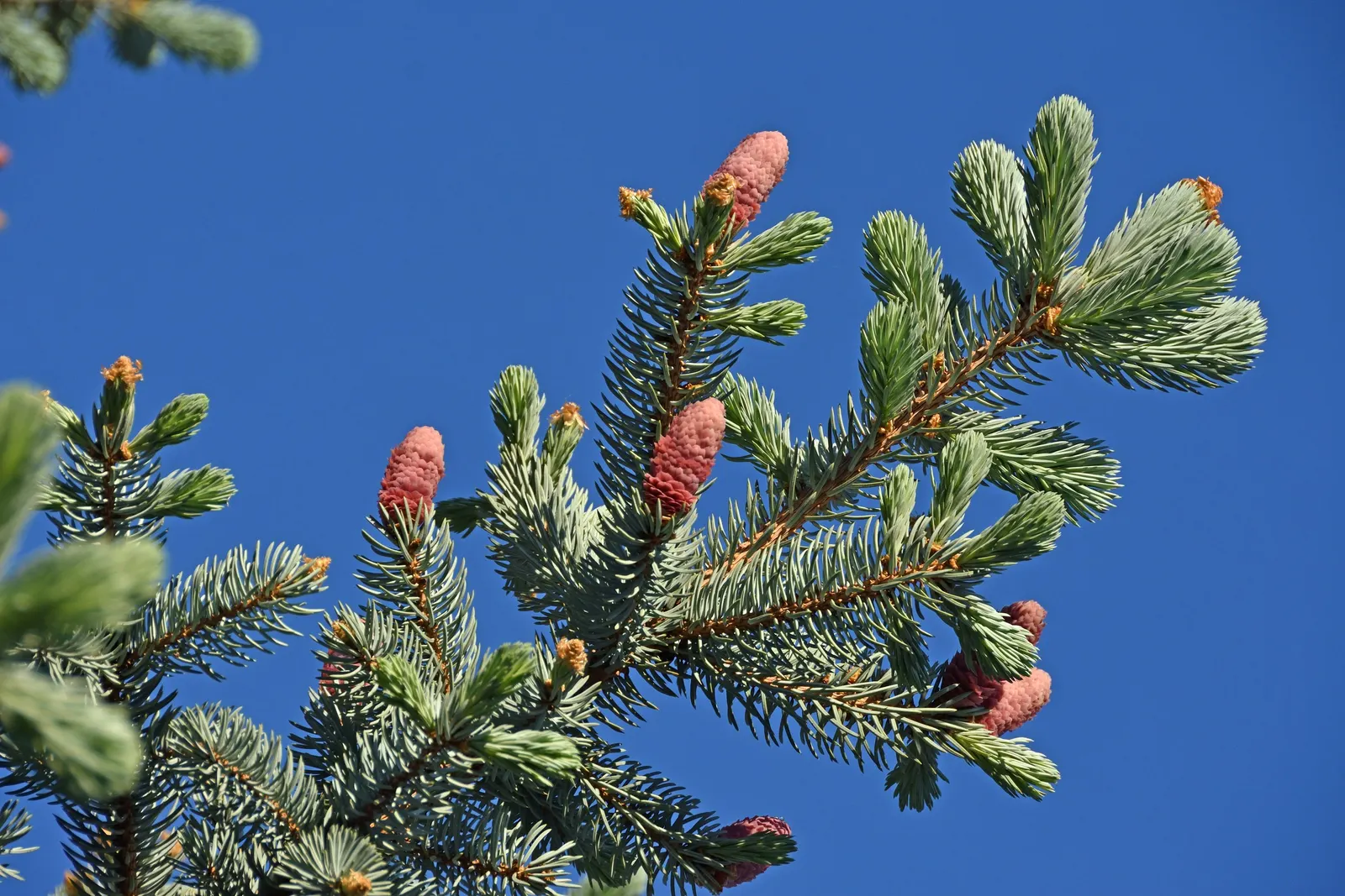 Colorado Blue Spruce (Picea Pungens 'Glauca') — A native to the Rocky Mountains in the United States; the Colorado Blue Spruce 'Glauca' variant, image 62